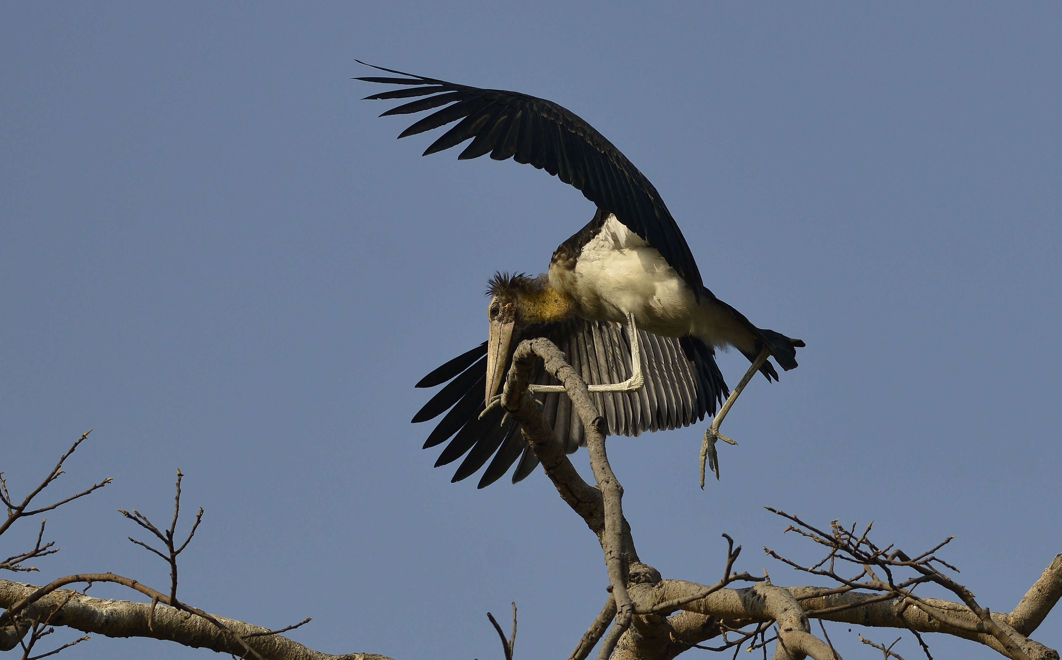 Cambodia releases rare captive-bred storks in conservation breakthrough
