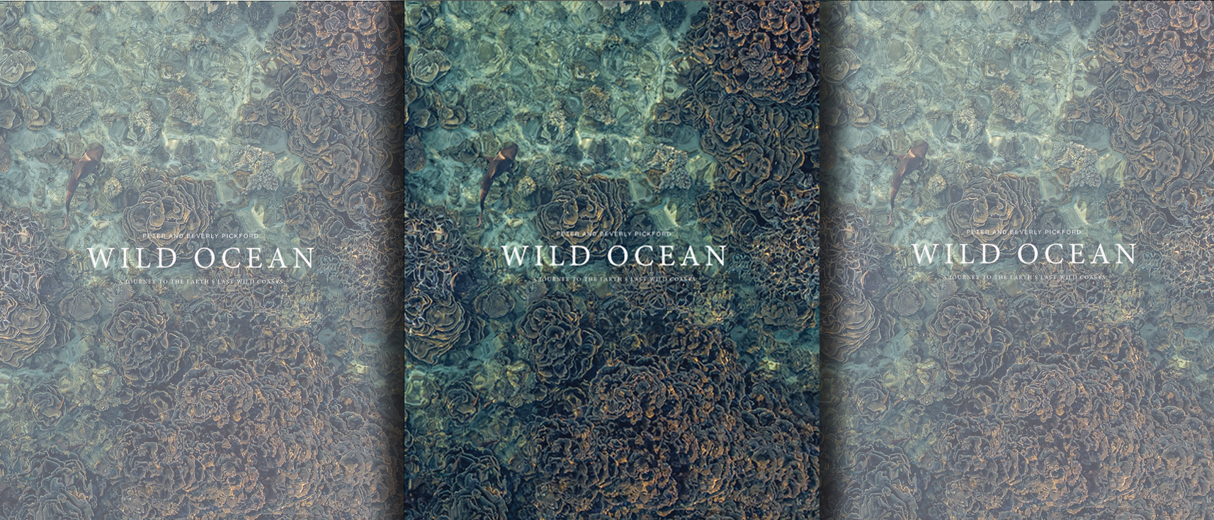 Wild Ocean — a love letter to the living sea and a call to rekindle reverence