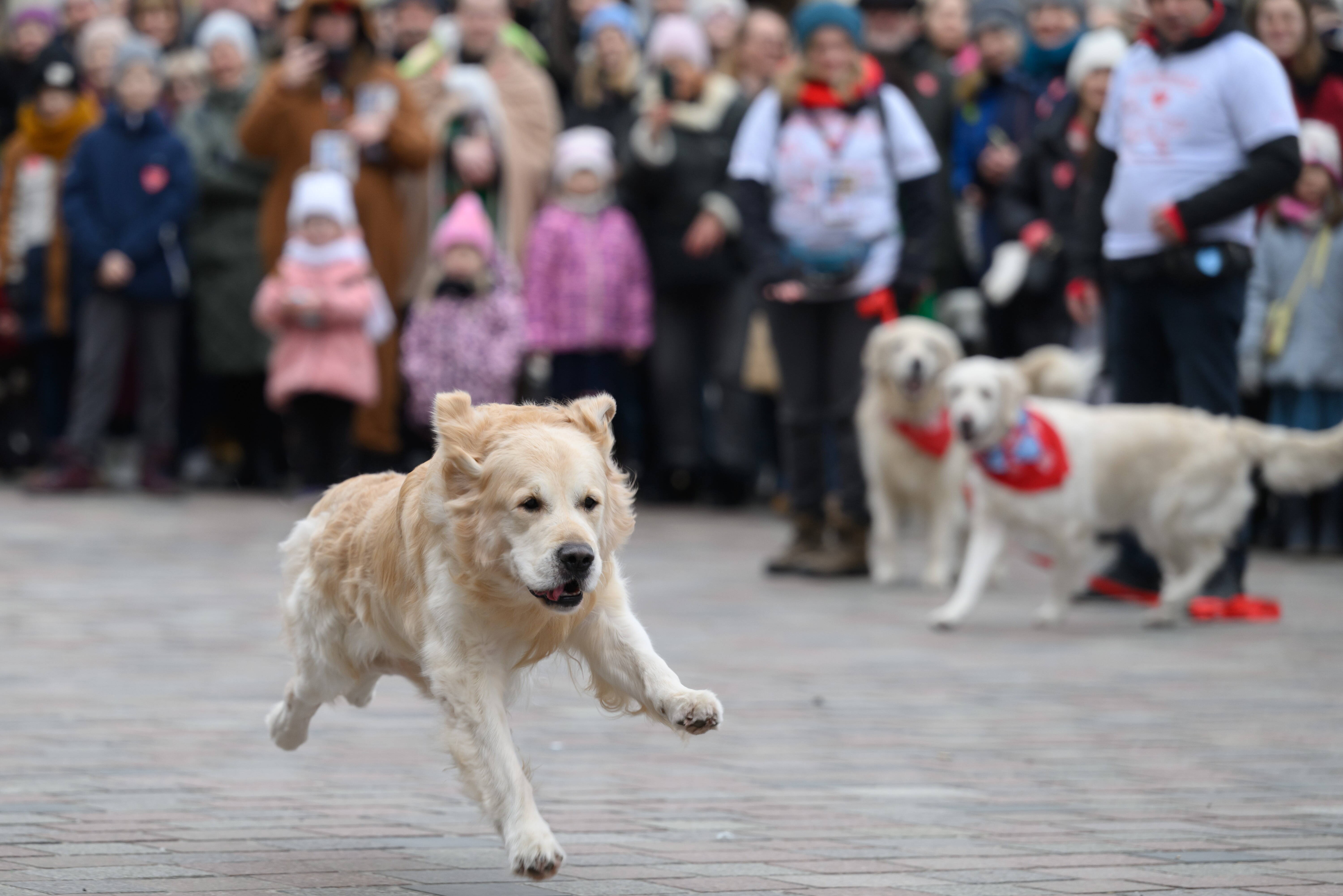Decked in Santa hats and ribbons, Argentine golden retrievers chase world record
