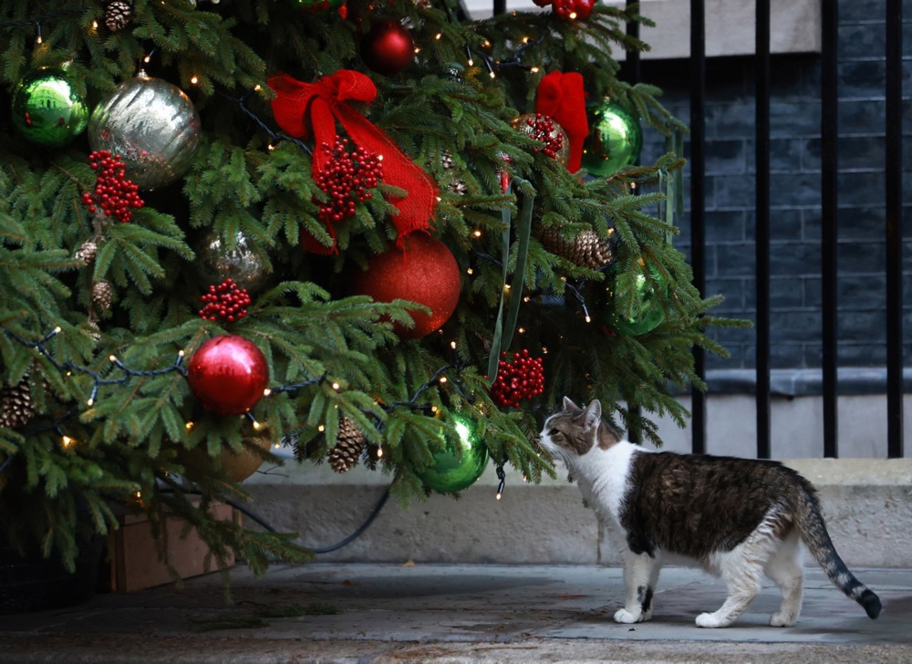 Larry, the Downing Street Cat inspects a Christmas Tree, and more around the world