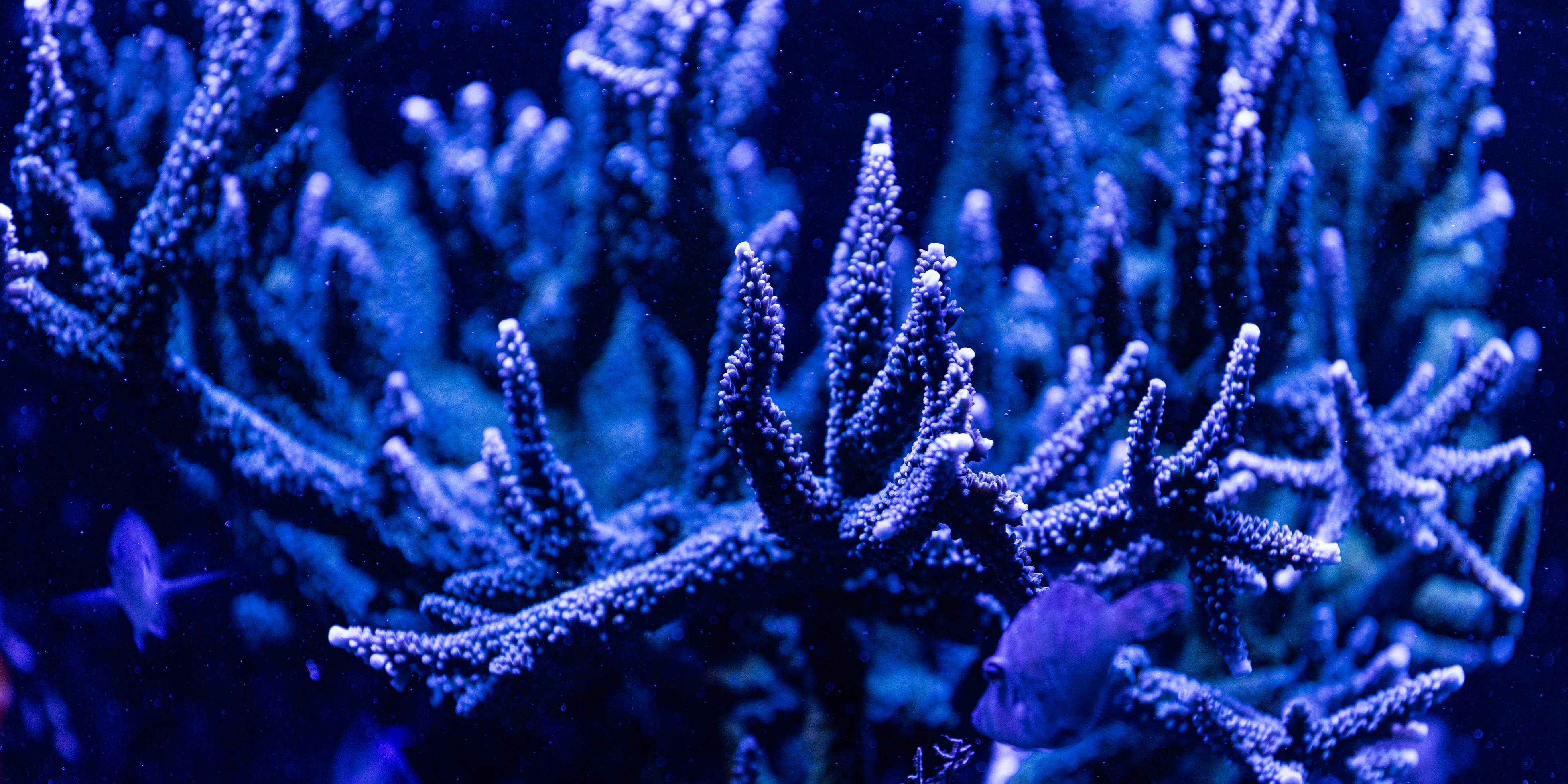 Canon brings the ocean to life through touch with Coral Restoration Campaign