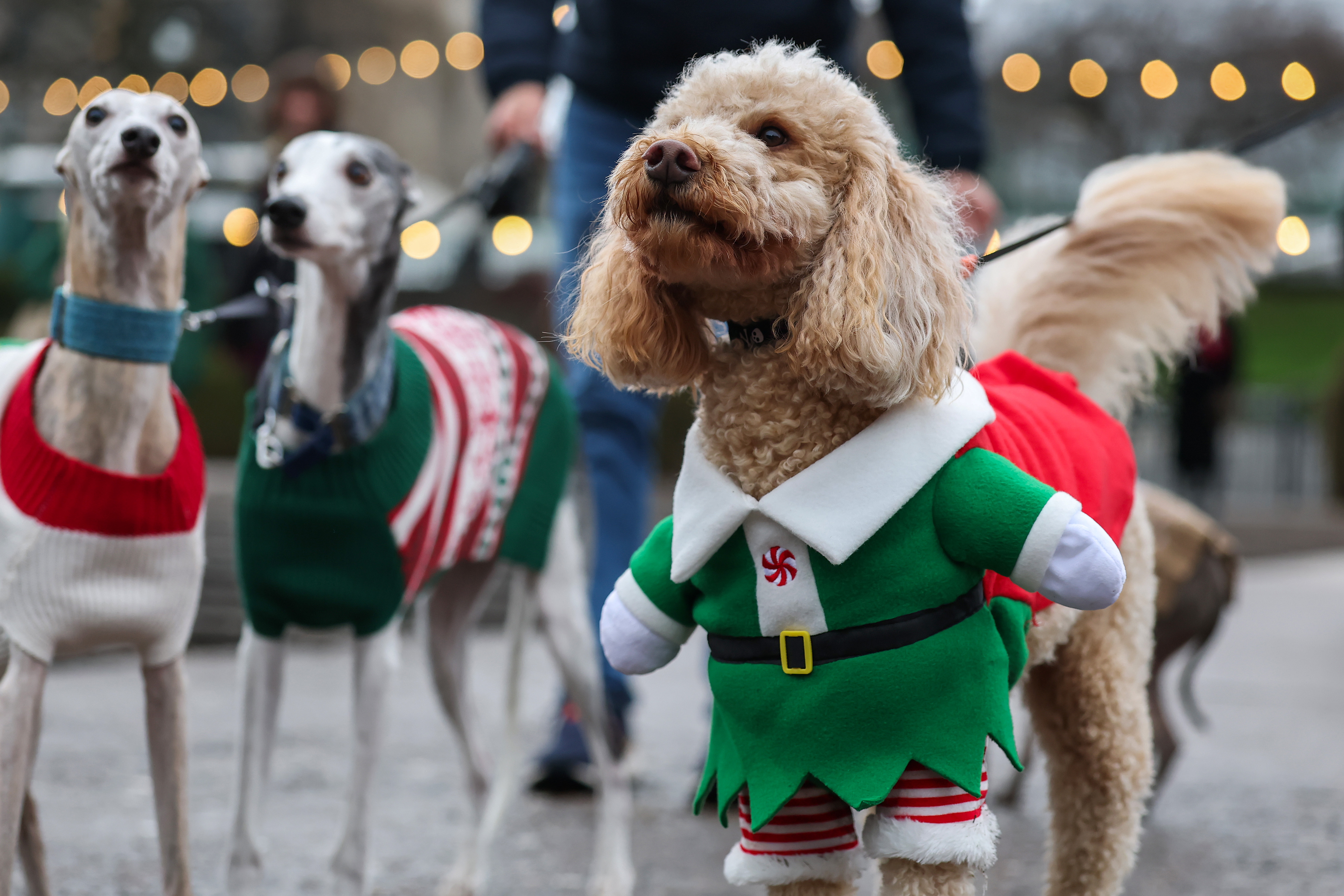 Edinburgh’s Christmas’ Santa Paws event attracted over 100 dogs in festive outfits in a World Record attempt on December 07, 2025 in Edinburgh, Scotland. Edinburgh's Christmas, the city's winter festival, is holding the "Santa Paws" event where participants are attempting to break the world record for the highest number of dogs in Christmas outfits assembled in one place.  (Photo by Jeff J Mitchell/Getty Images)