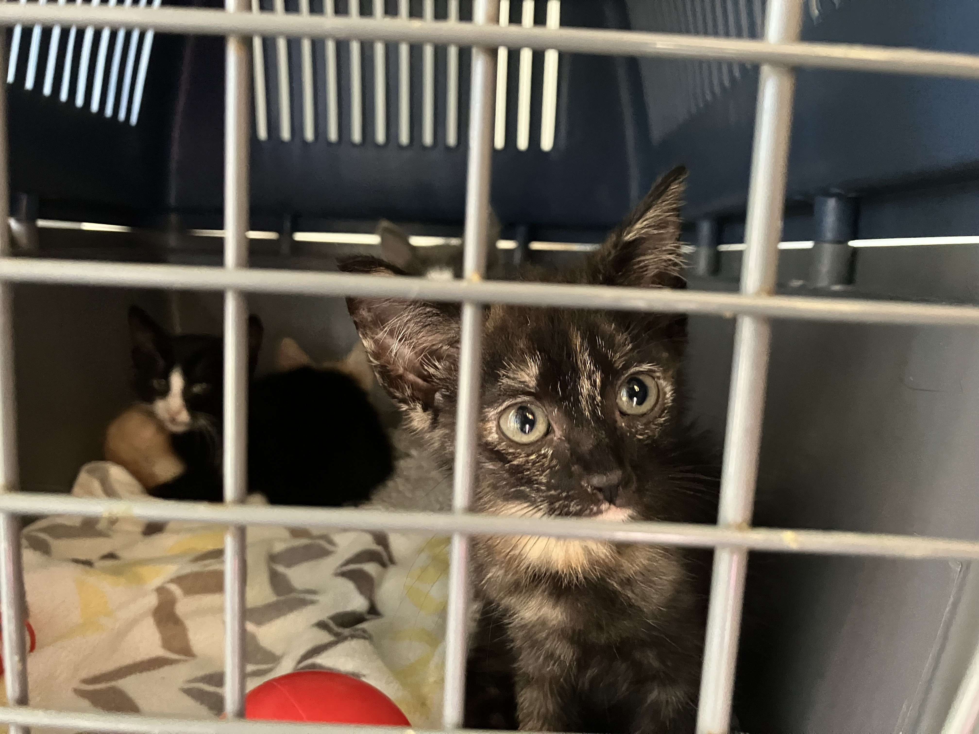 Breeding crisis: the plight of animal rescuers during kitten season
