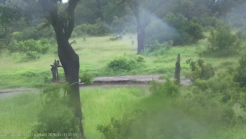 Heavy flooding is expected in parts of the Kruger Park  from Sunday, 11 January. The Talamati Bush Camp, pictured on Sunday morning, has already been inundated with water and guests are being transferred to other camps. (Source: Kruger National Park live gallery)