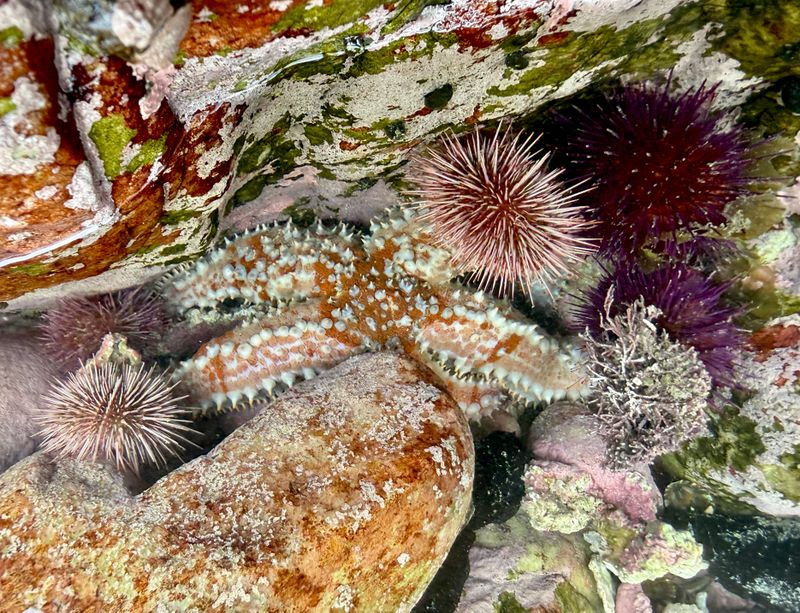 A beautiful big starfish stands out among the spiky sea urchins. Photographer: Caroline Rowbottom