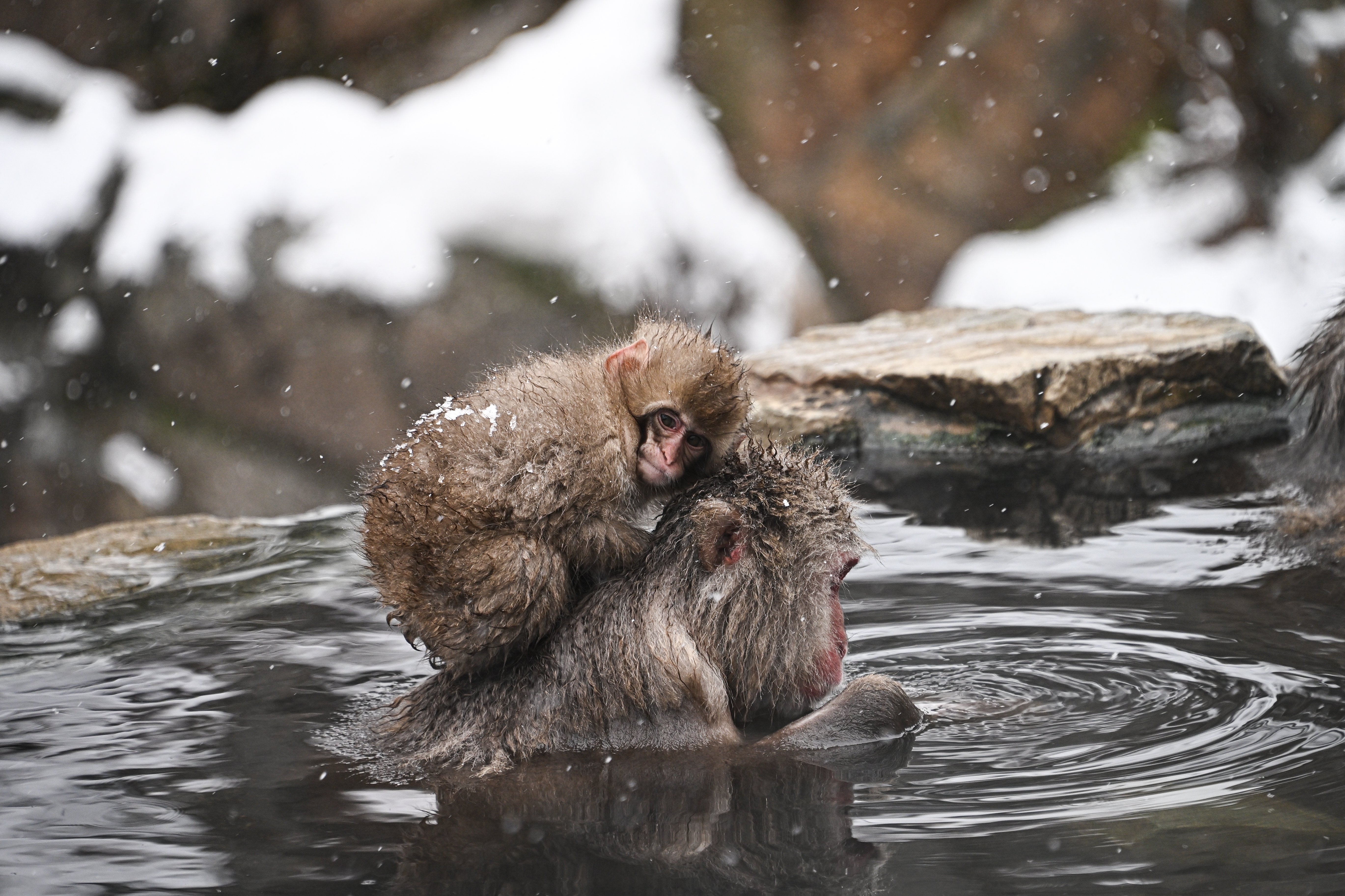 Japanese Macaque monkeys soak in the warmth of mountain hotsprings at Jigokudani Monkey Park in Yamanouchi, Nagano prefecture, Japan, 08 January 2026. The Japanese Macaques, also referred to Snow Monkeys, live freely in this area that is covered by snow aproximately a third of the year. As a habit, they come down from the mountains where they spend the night and bath during the day.  EPA/SOICHIRO KORIYAMA