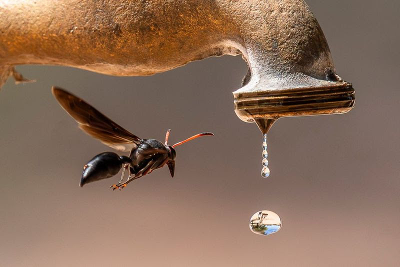 Every Drop Counts. Photographer: Colin Thomas Brown