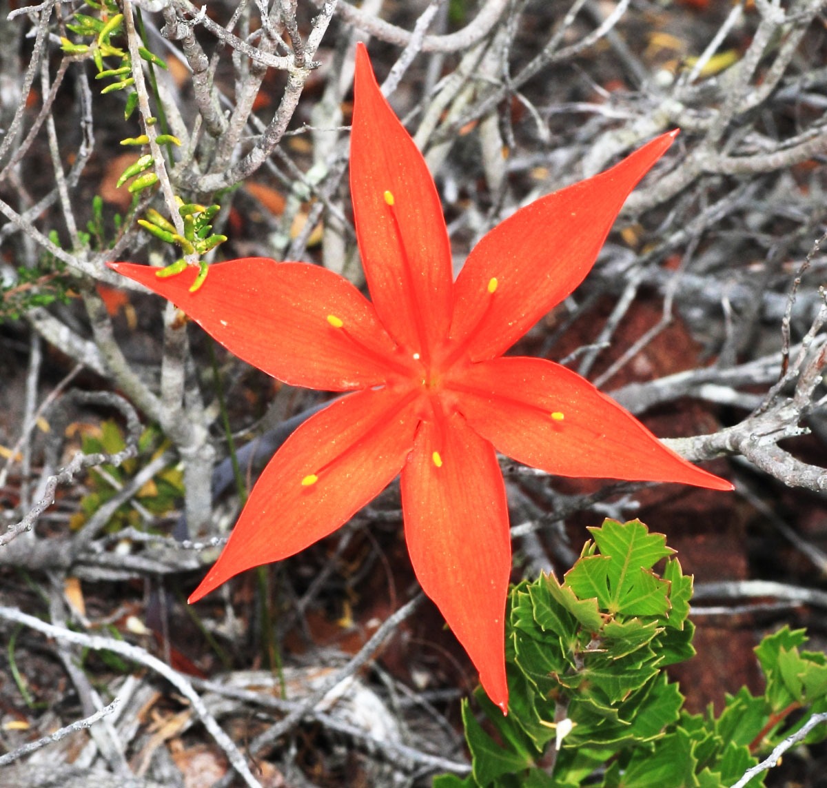 Western Cape wildflower seekers find their joy up mountains and down valleys