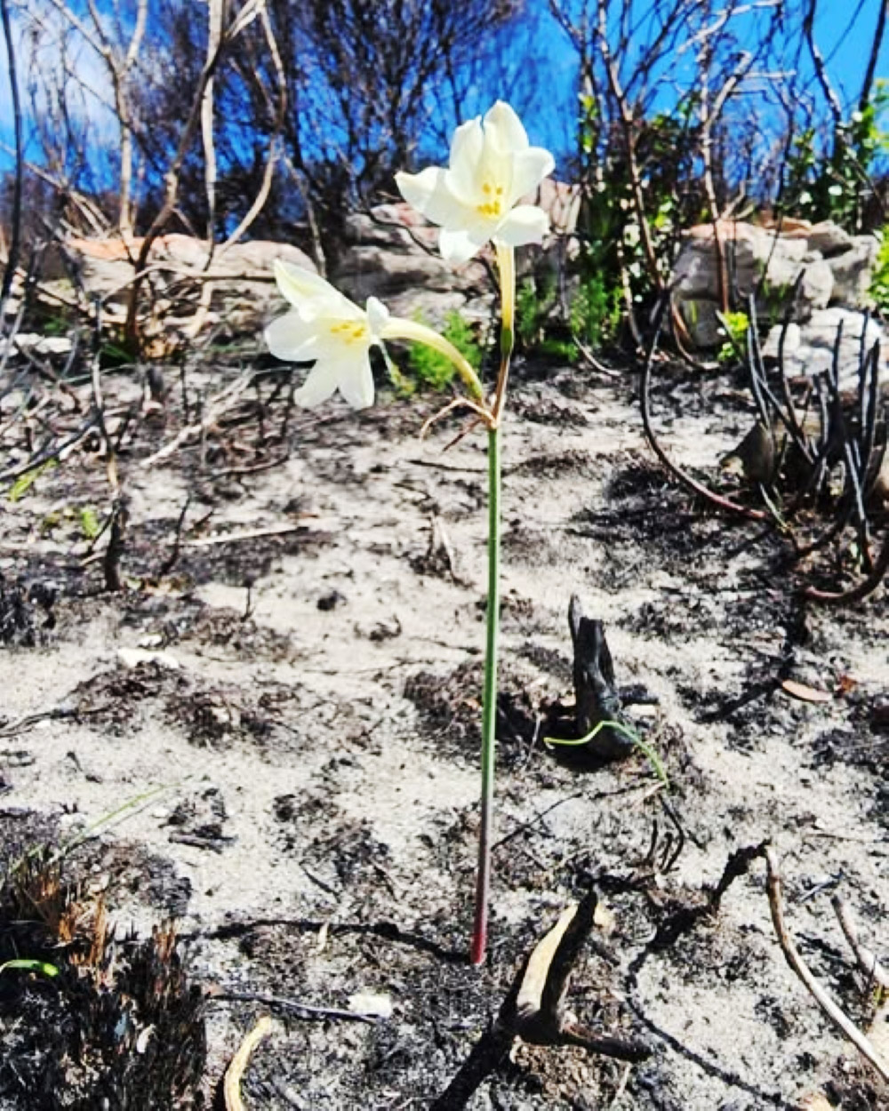 Burst of floral life is a beautiful bonus of devastating Overberg wildfires