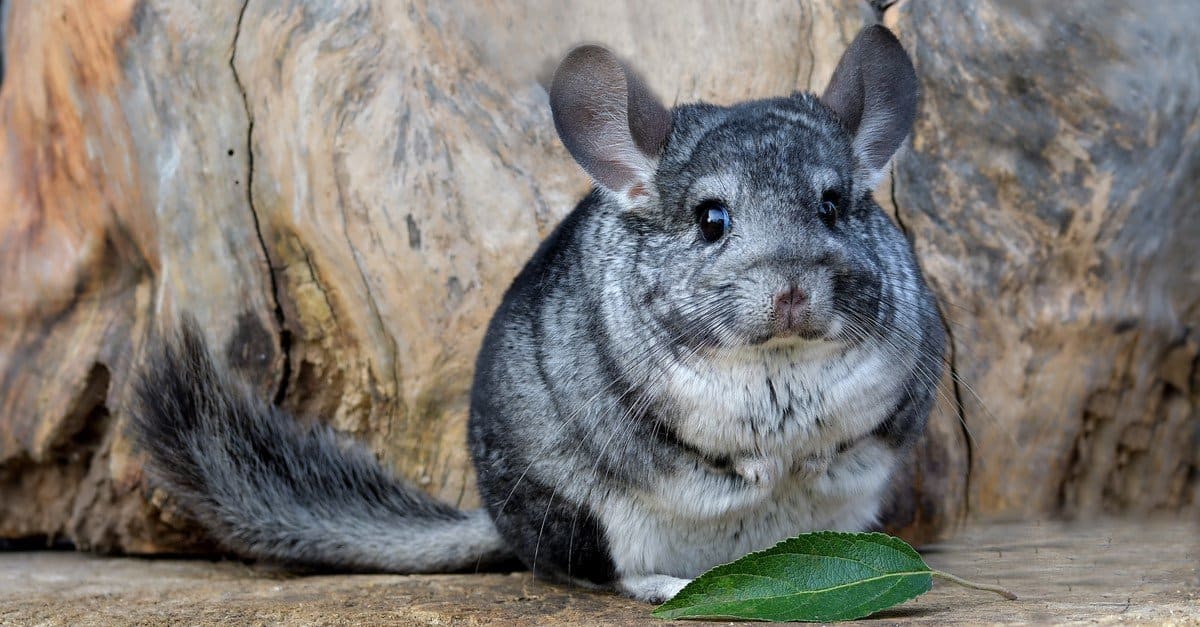 P18 EdChinchillas