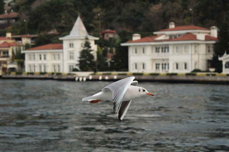 Effortless. Photographer: Umar Mahomed Lockhat