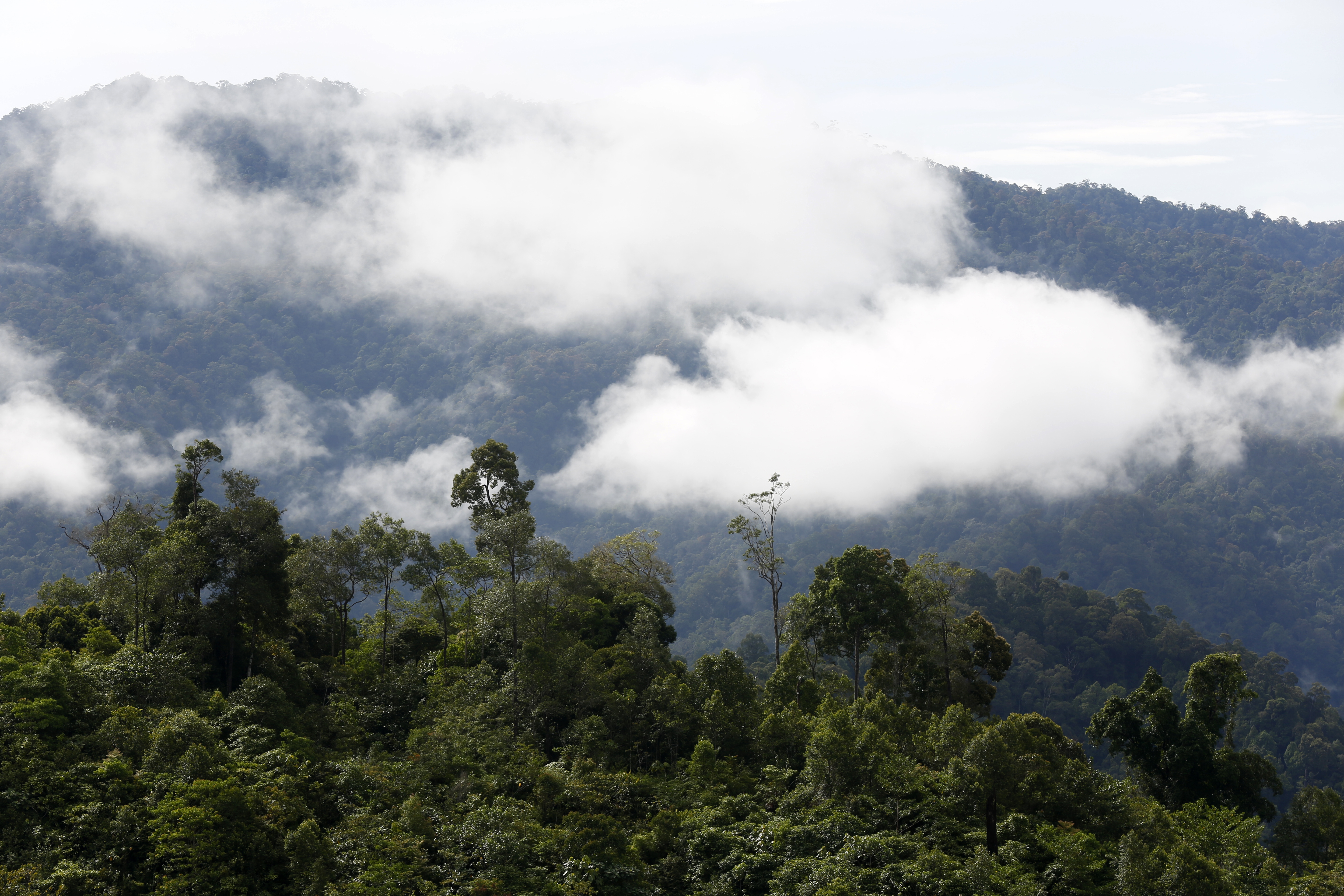 Indonesia's deforestation increases by 66 percent in 2025