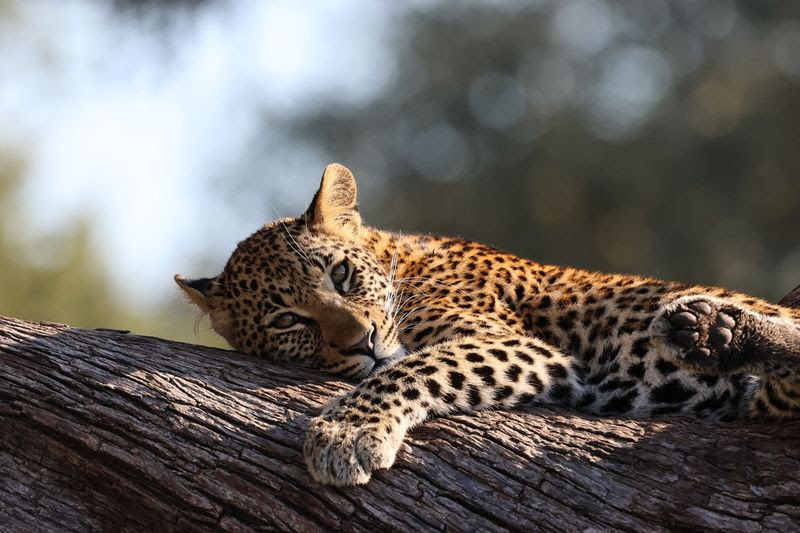 Can I please sleep in a bit? Photographer: Uwe Harms