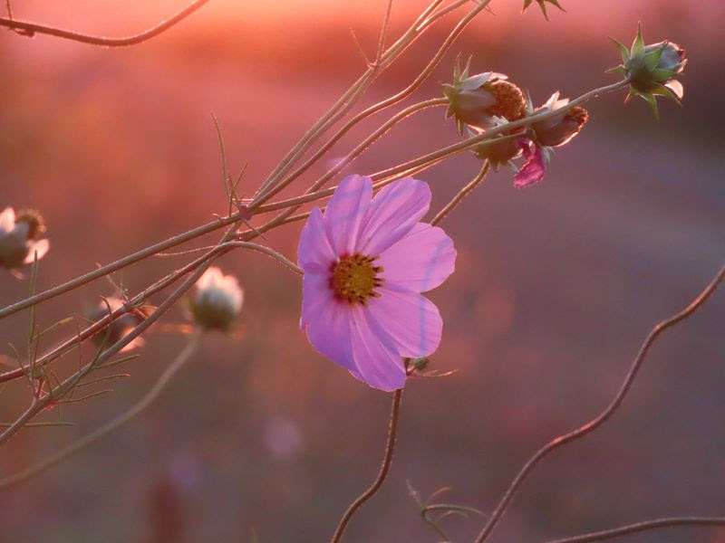 Highveld Sunset. Photographer: Talita Coetzer