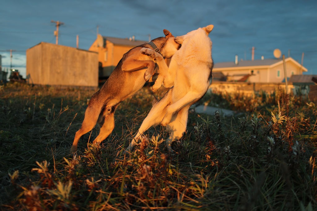 dog-fights