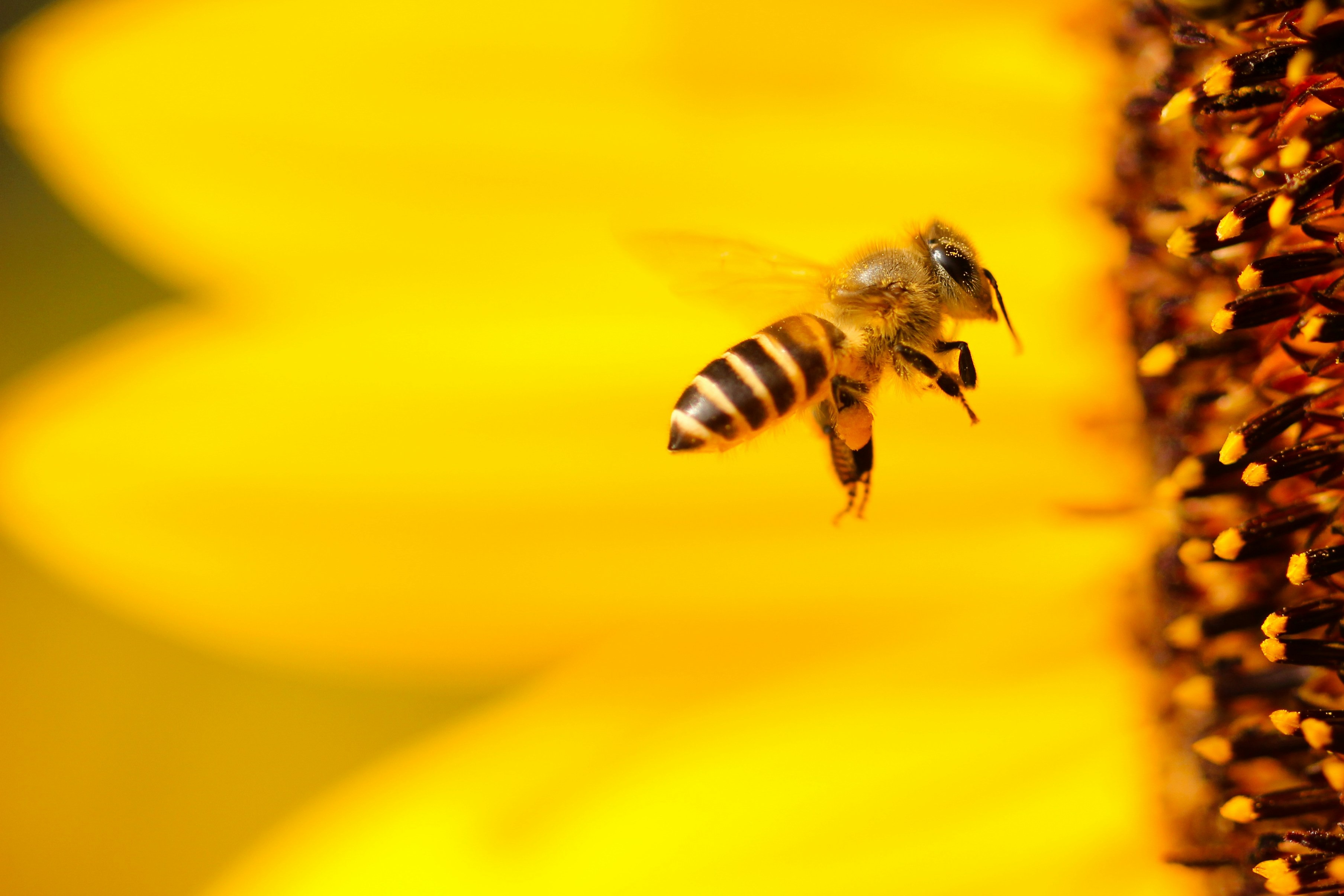 A bee living its secret life. (Photo by Boris Smokrovic on Unsplash)