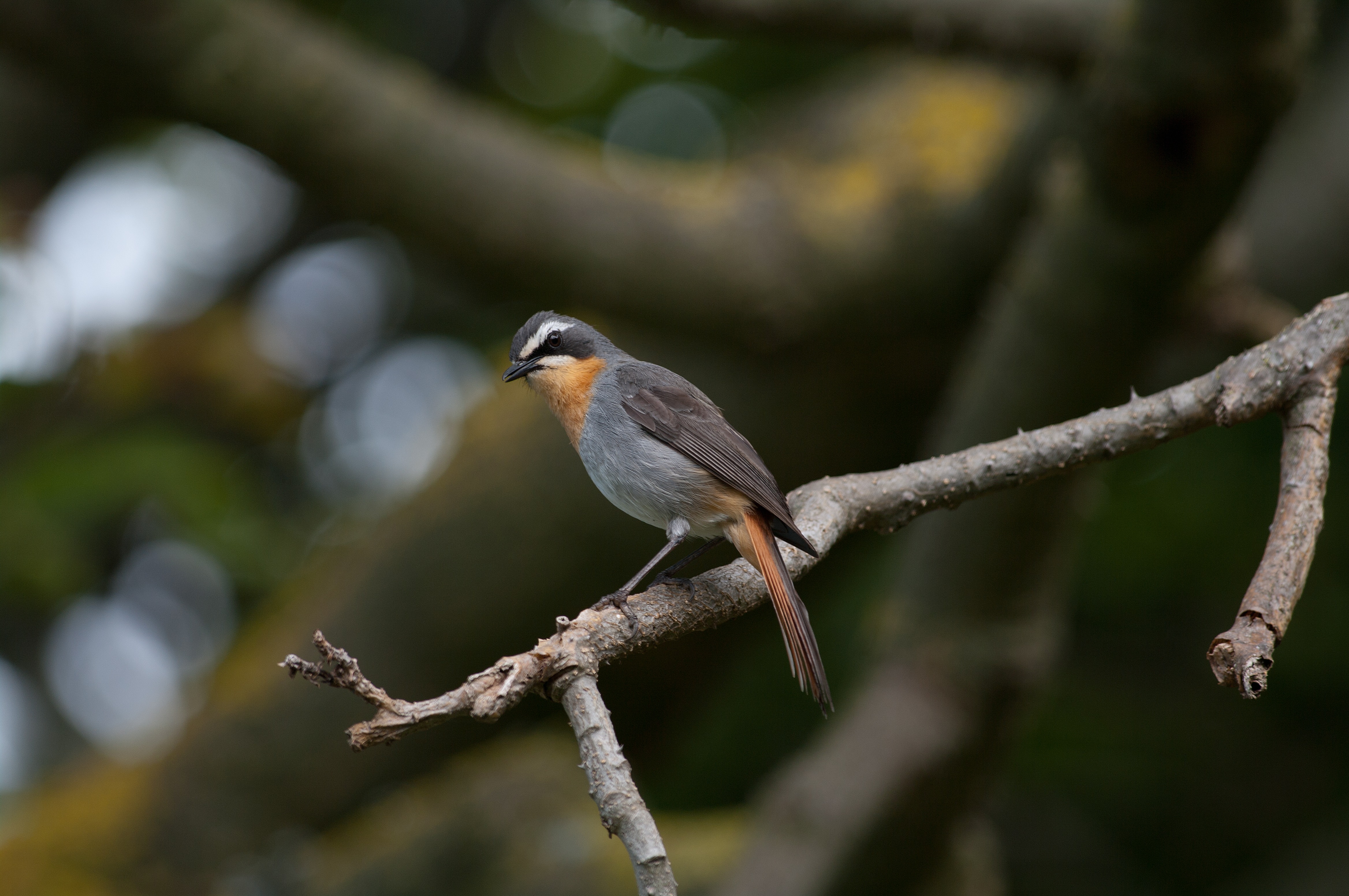 Are birds a gateway drug to something nefarious, like a sliver of happiness?