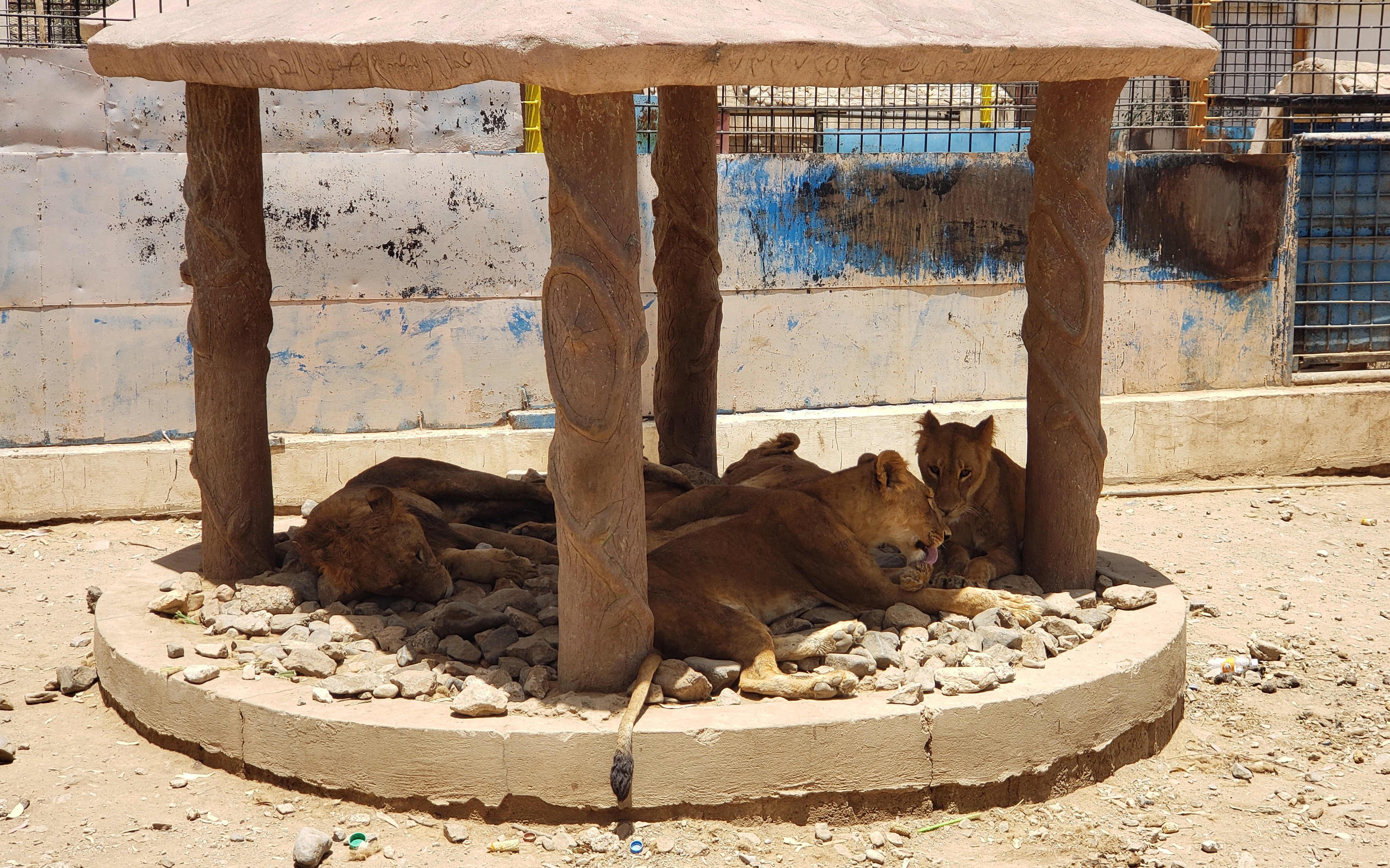 Three lions die at Tokyo’s Tama Zoo amid Japan heatwave