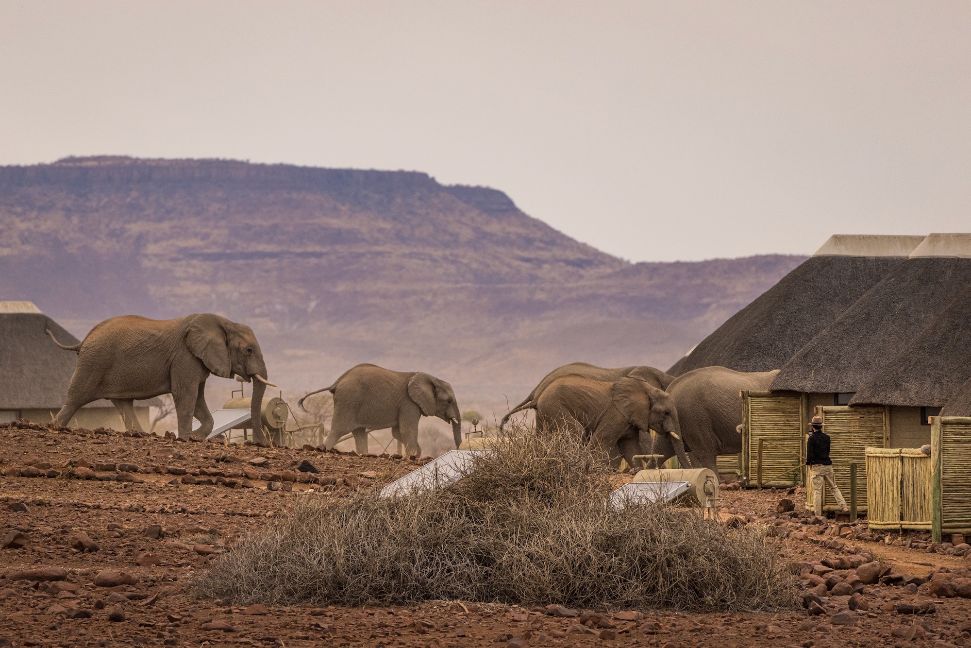 GROUNDUP: As climate change intensifies, animals need the freedom to move