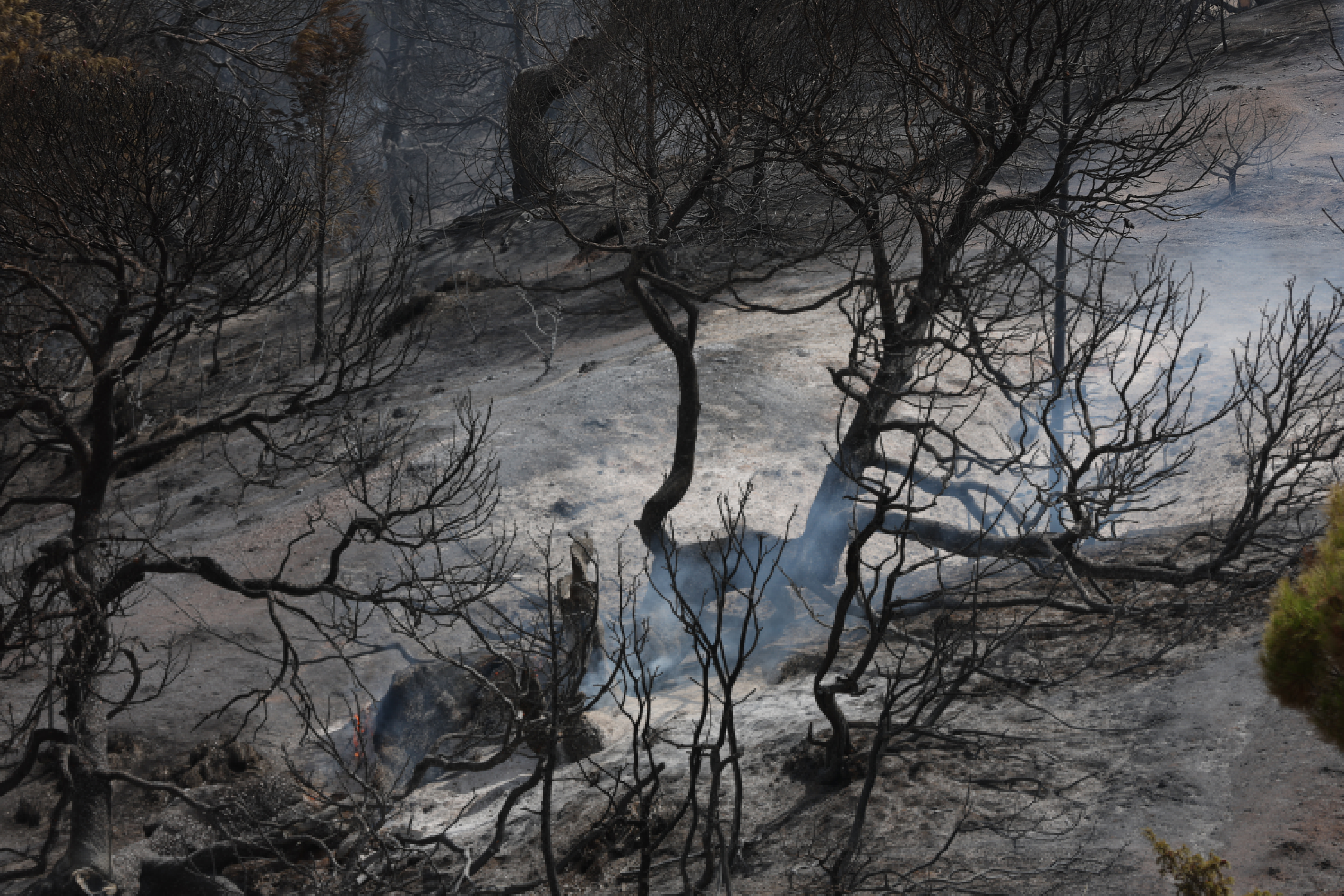 Wildfires in Algeria kill at least 12 amid North Africa heatwave
