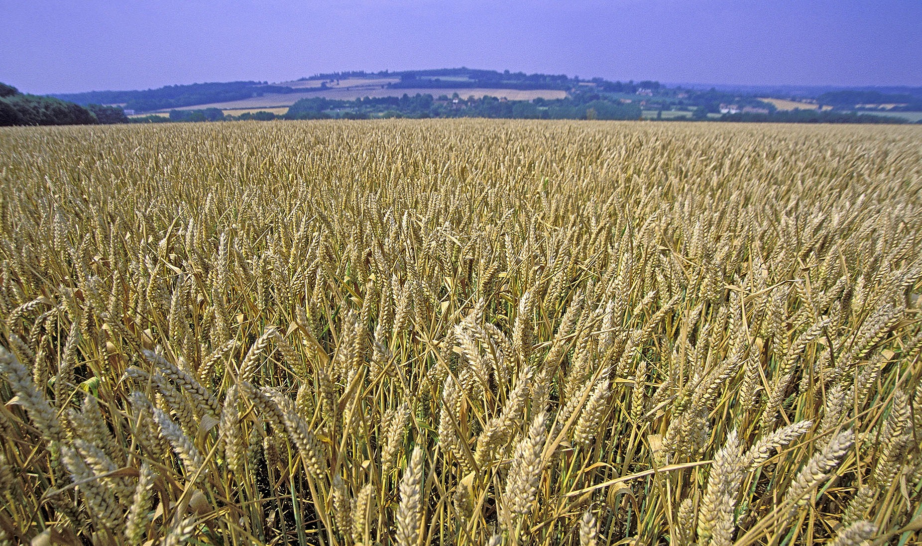 A thriving wheat field in the Western Cape. Grain SA has warned of a looming collapse in SA’s wheat farming sector. (Photo: Gallo Images / Media 24)