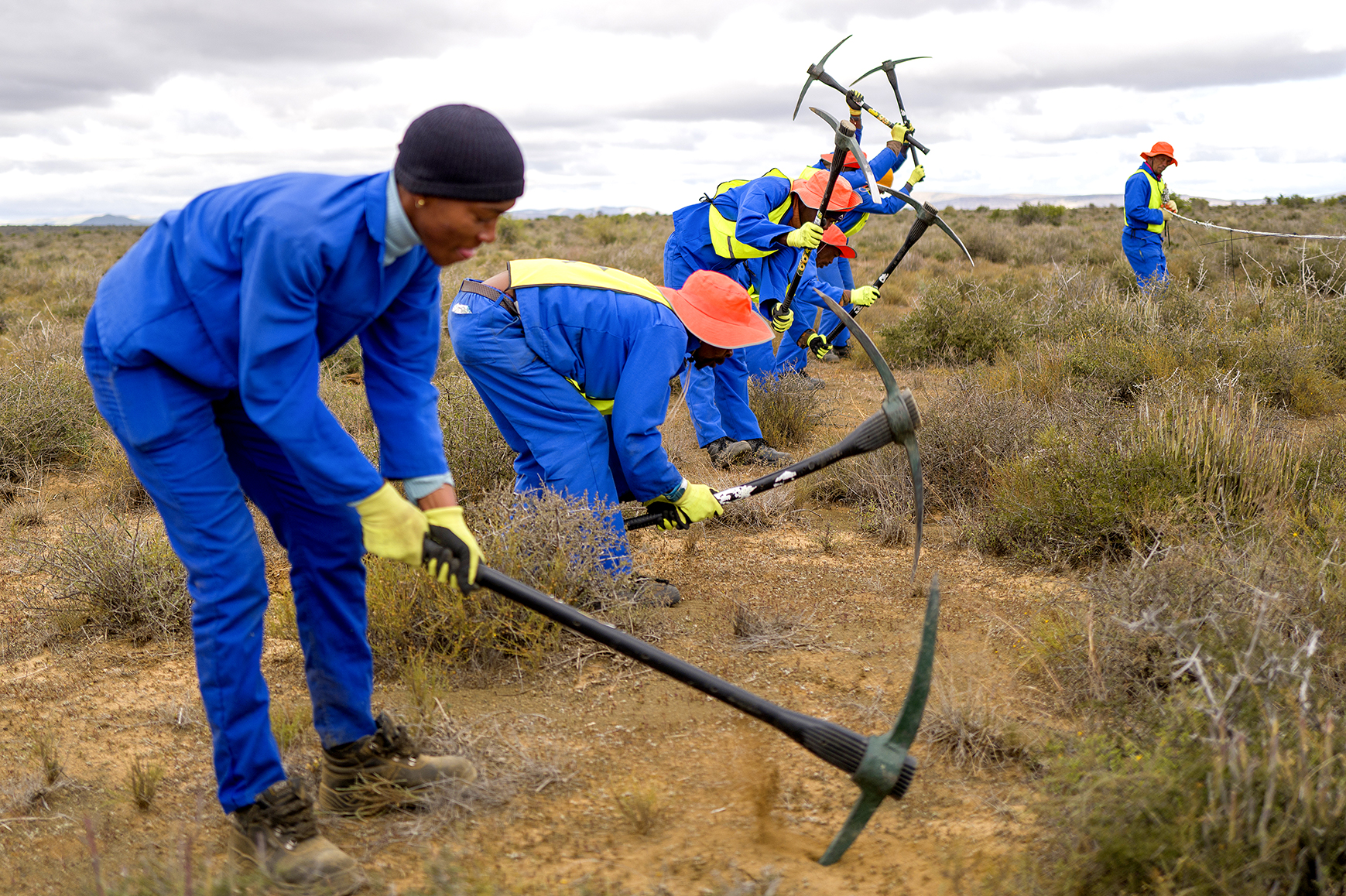 SA’s award-winning thicket project on track to create 100,000 jobs and revive 800,000 hectares