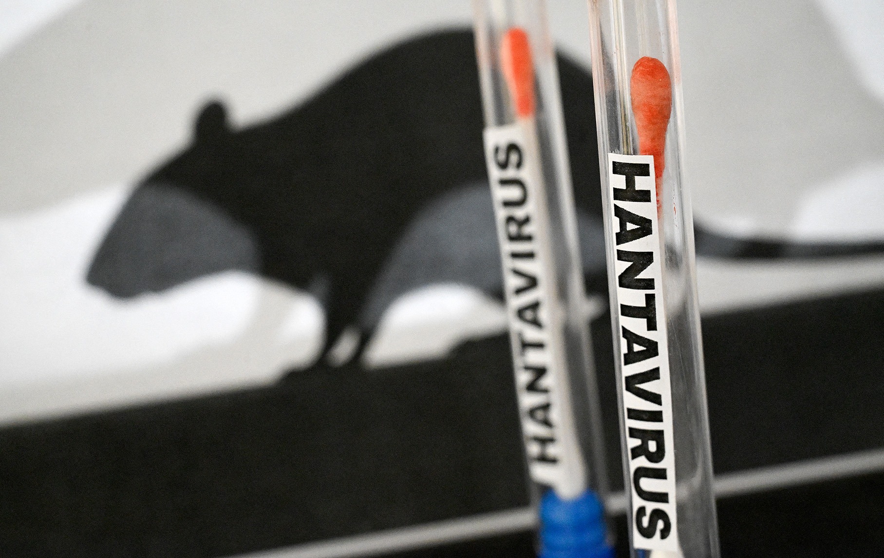 Hantavirus has been confirmed in a seriously ill patient who was evacuated from St Helena to South Africa after falling ill on the cruise liner MV Hondius. Three others on the ship have died from unknown causes. (Photo: Joao Luiz Bulcao / Hans Lucas via AFP)