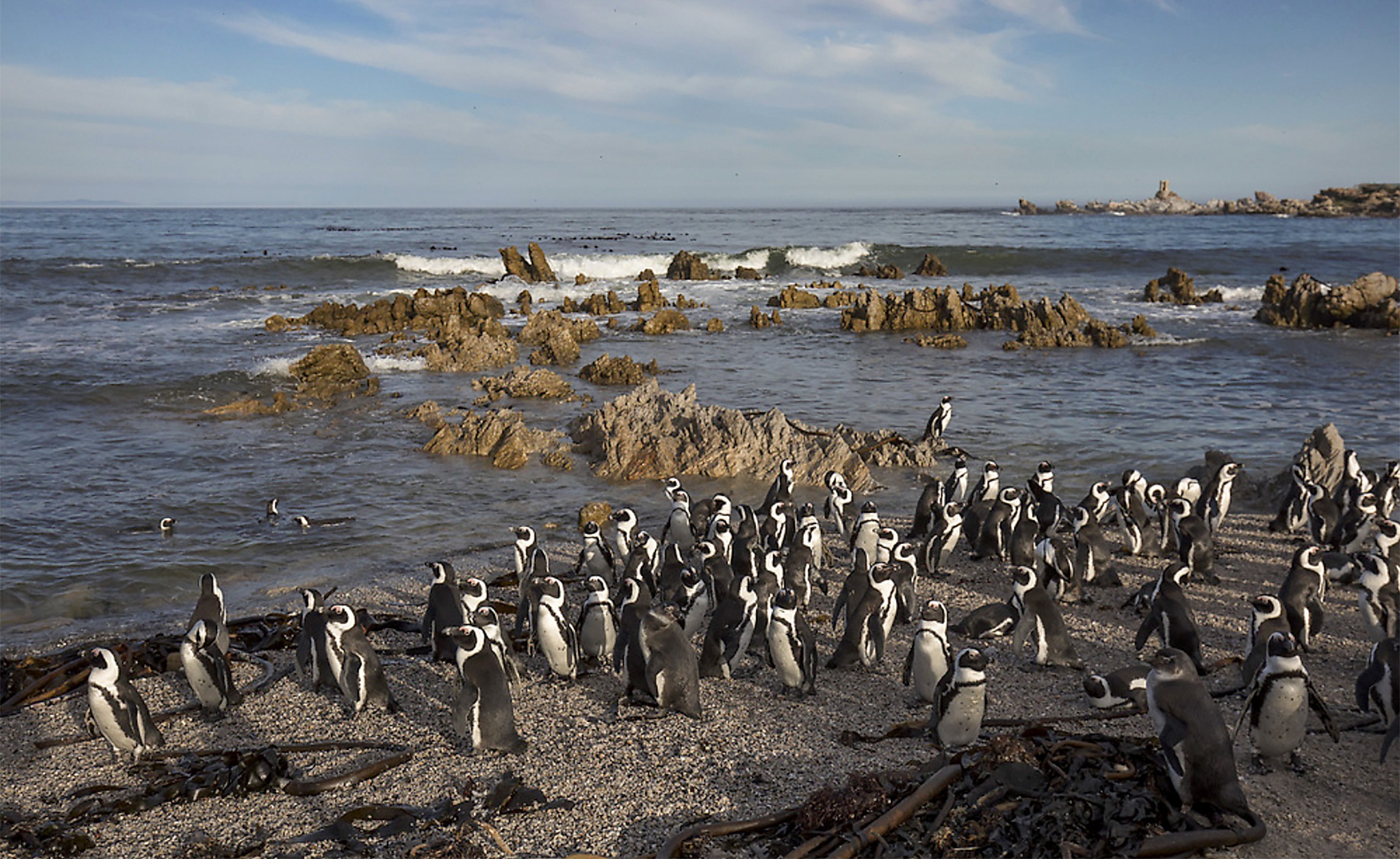 Silent crisis — starving penguins, dying sardines and a government gambling with species extinction