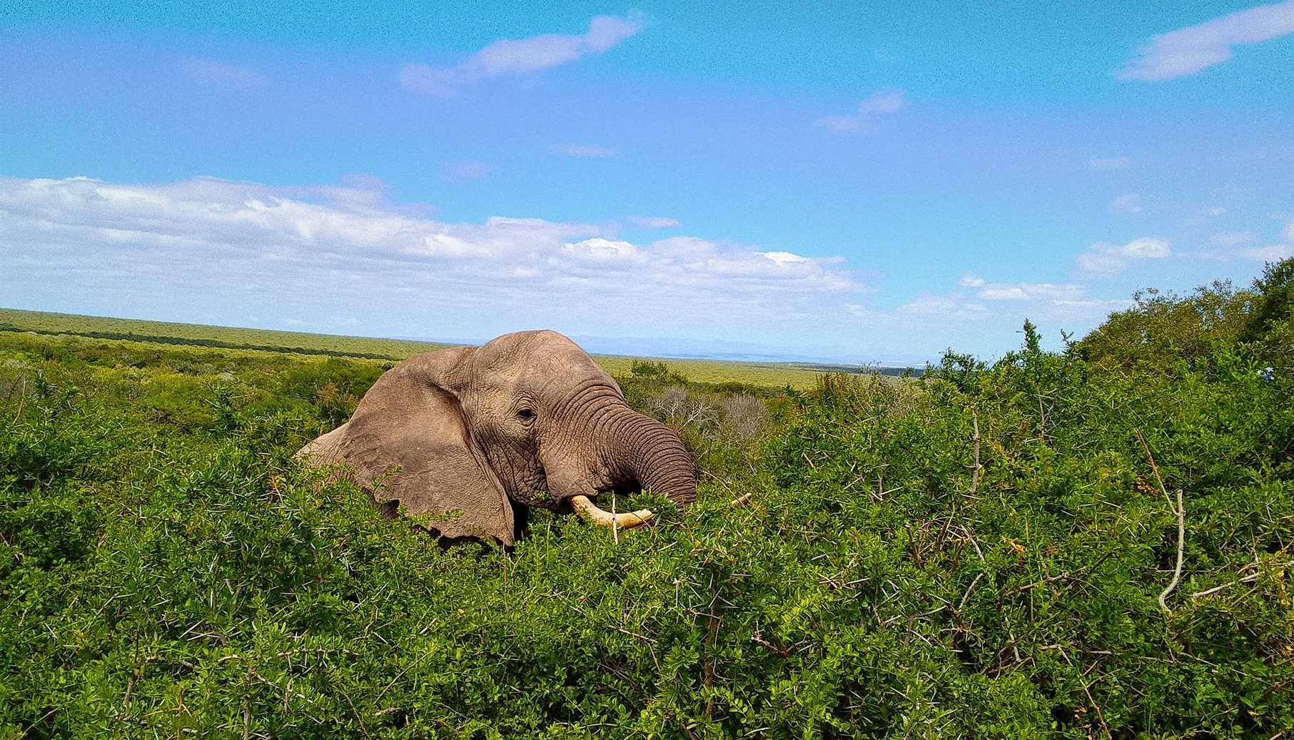 A journey through Addo and memory on roads elephants once carved
