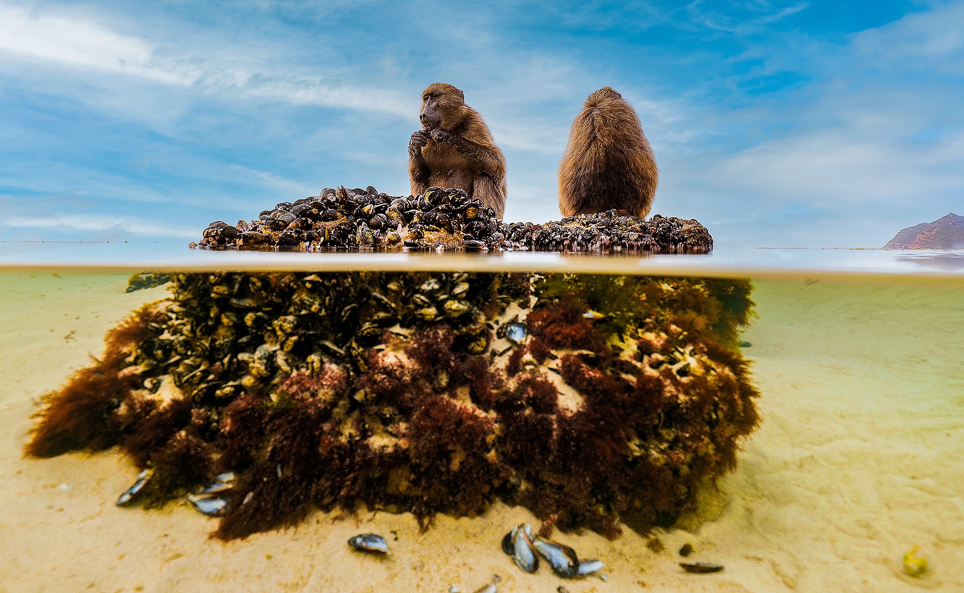 Dear humans: Notes from a baboon who’s been watching you