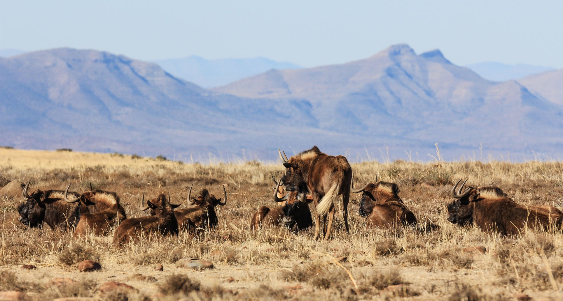 Conservationists warn that the black wildebeest faces extinction due to hybridisation with the more dominant blue wildebeest. (sneeuberg-photo-essay)