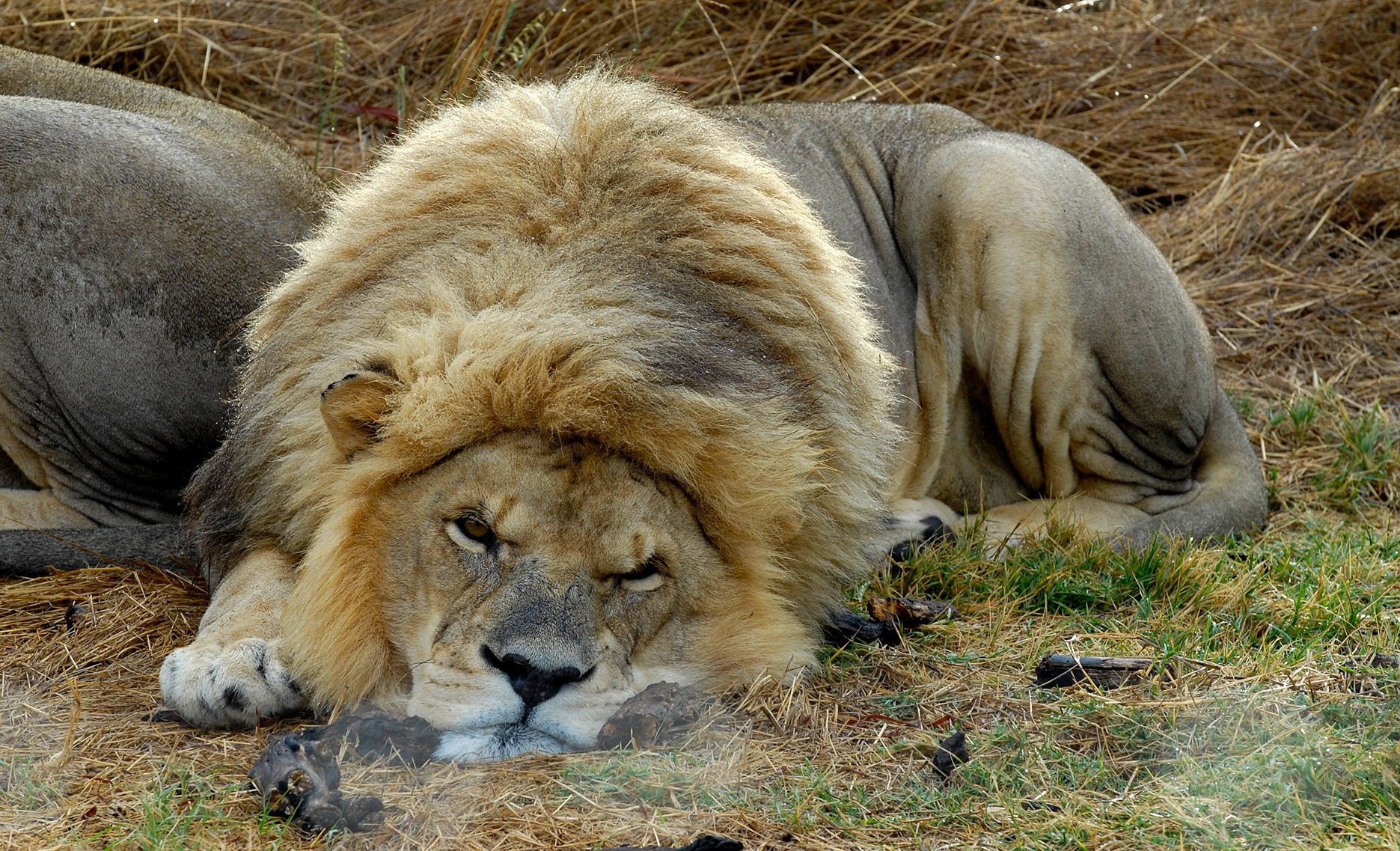 Moves to phase out South Africa’s captive lion industry have drawn unanimous provincial support. (Photo: Don Pinnock)