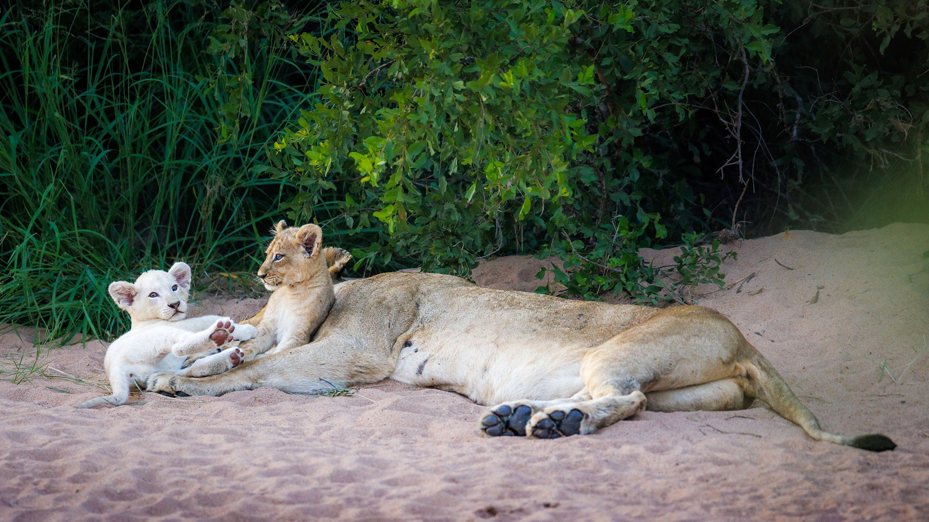 A two-month-old white lion cub shows off its paws in Timbavati Private Nature Reserve. (Photo: Chad Cocking)