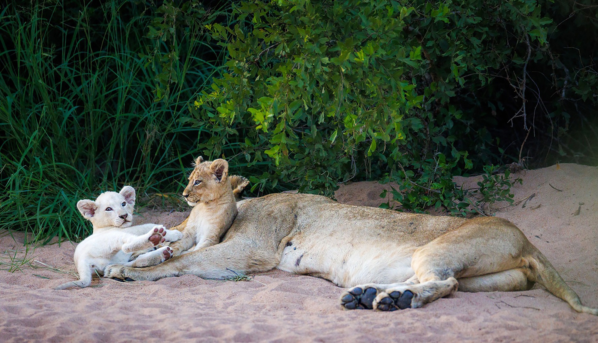 After the floods, Greater Kruger Park is opening up again. Should you go now? 