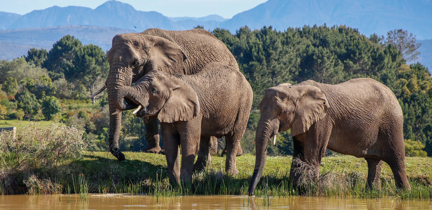 One elephant remains in Knysna forest — should we reintroduce a herd or leave her be?