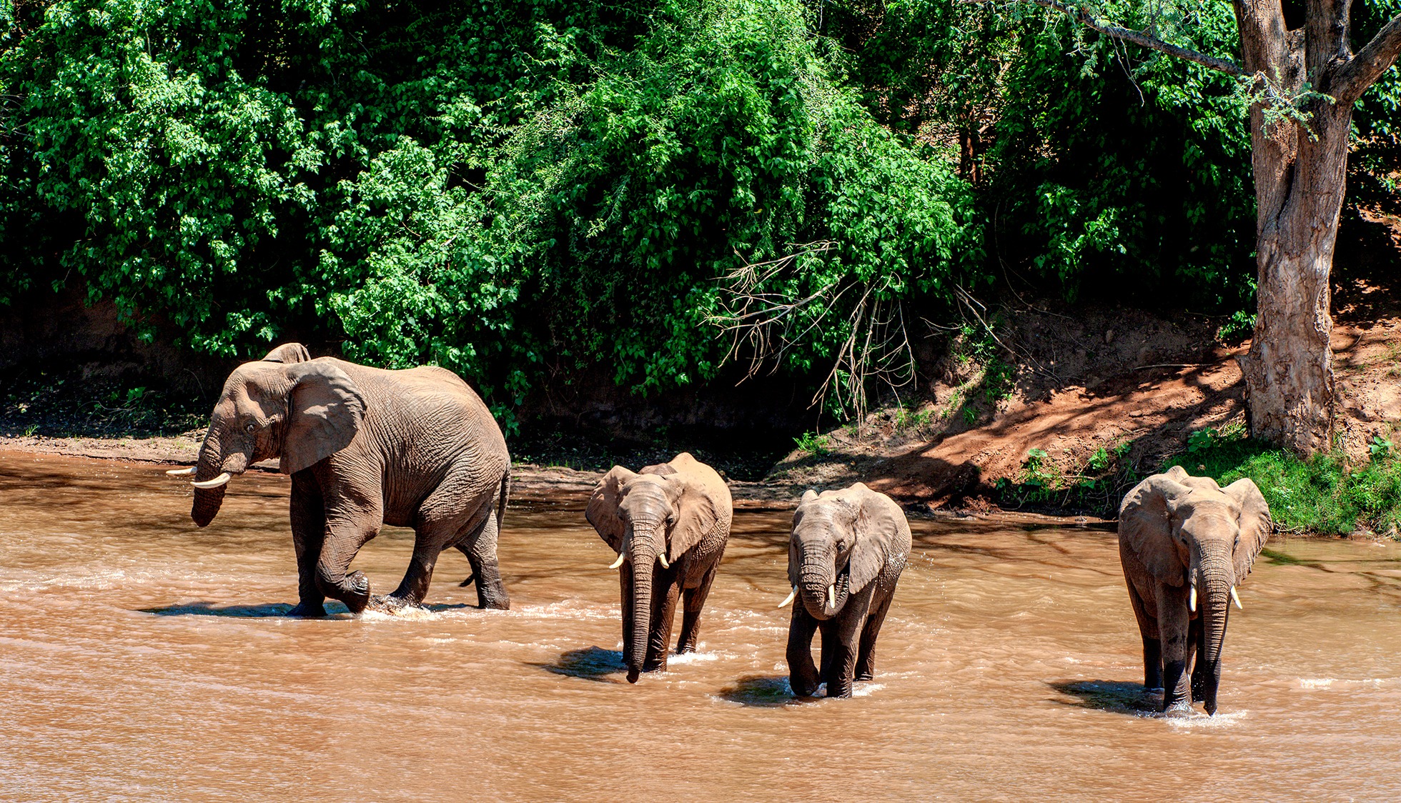 The NSPCA is defending the inclusion of ‘wellbeing’ in South Africa’s biodiversity law, which could shift the legal perception of wildlife from mere resources to sentient beings. (Don-Wellbeing case)