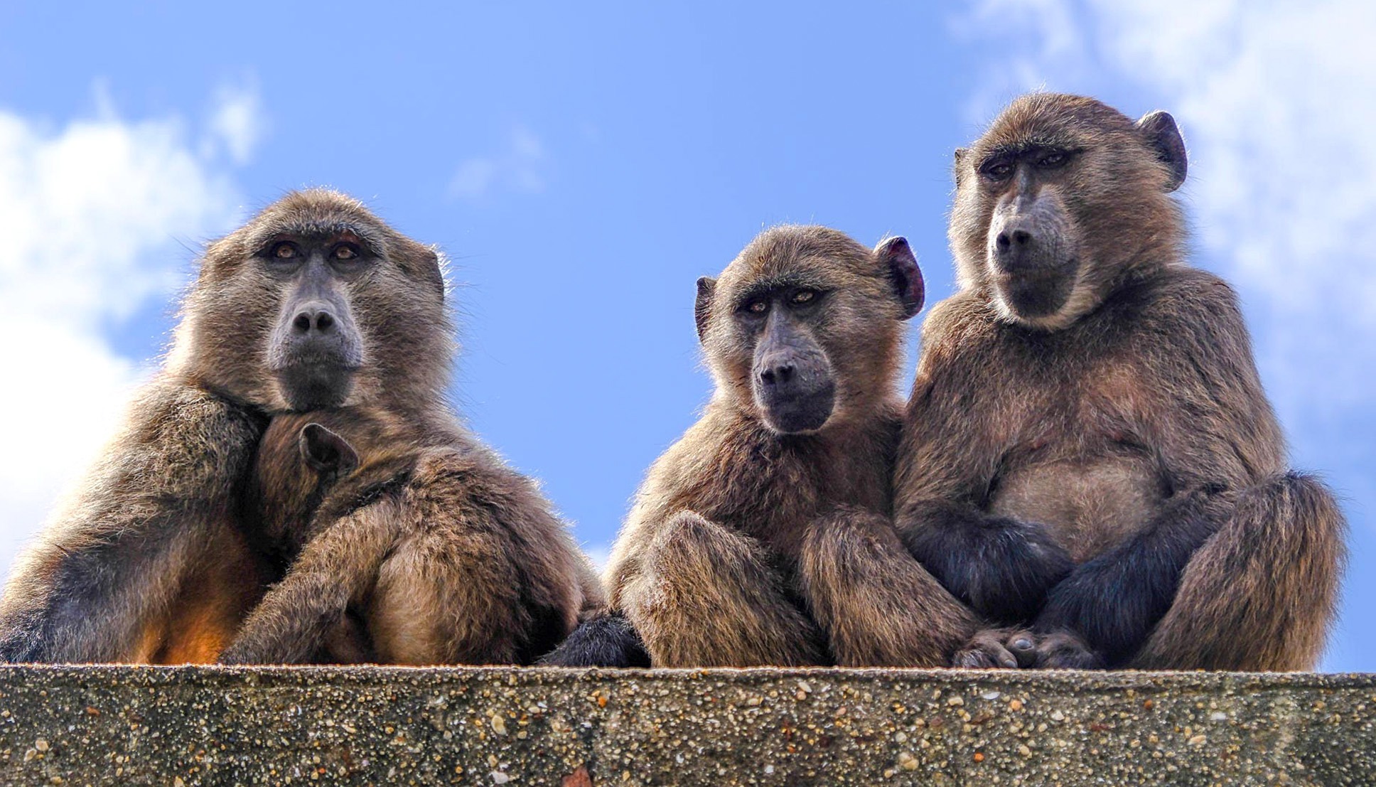 The wicked problem of controlling baboons