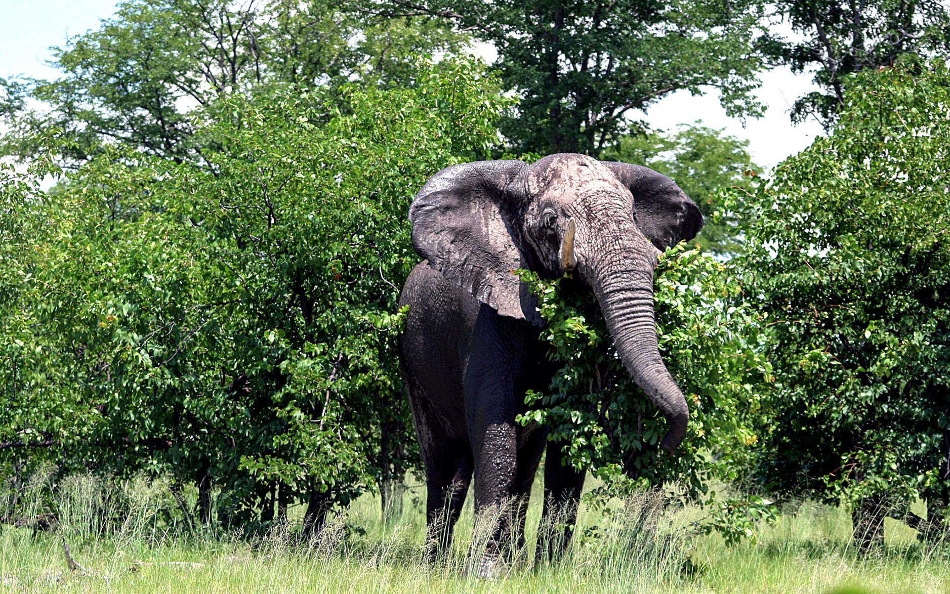Challenging misconceptions — the positive impact of elephants on savanna dynamics