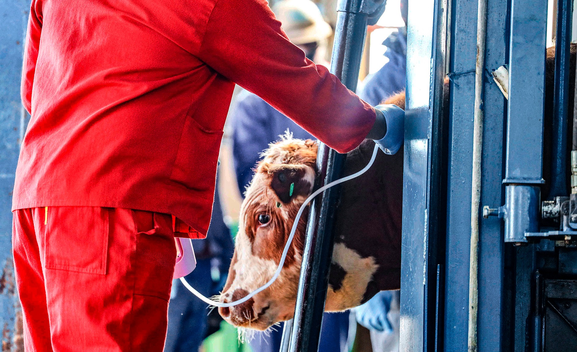 Cattle are vaccinated at the Karan Beef feedlot in Heidelberg, Gauteng, on 23 June 2025. (Photo: OJ Koloti / Gallo Images)