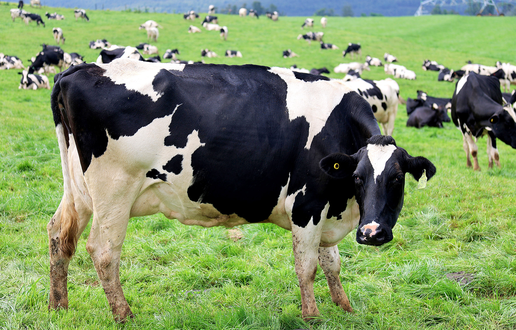 Farmers fear a second wave of foot-and-mouth disease after daily new cases and a vaccine shortfall. (Photo: Leano Larona)