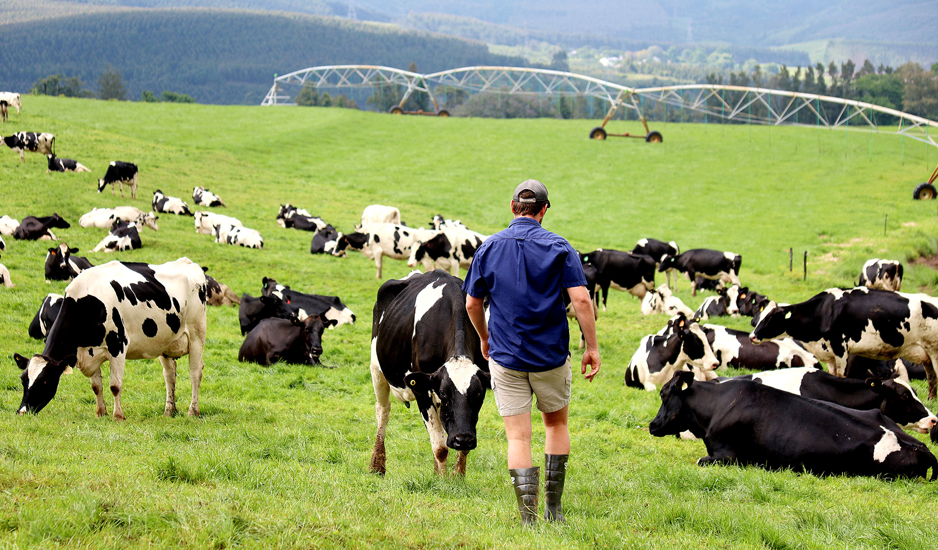 KZN dairy farmers face massive losses amid the ravages of foot and mouth disease