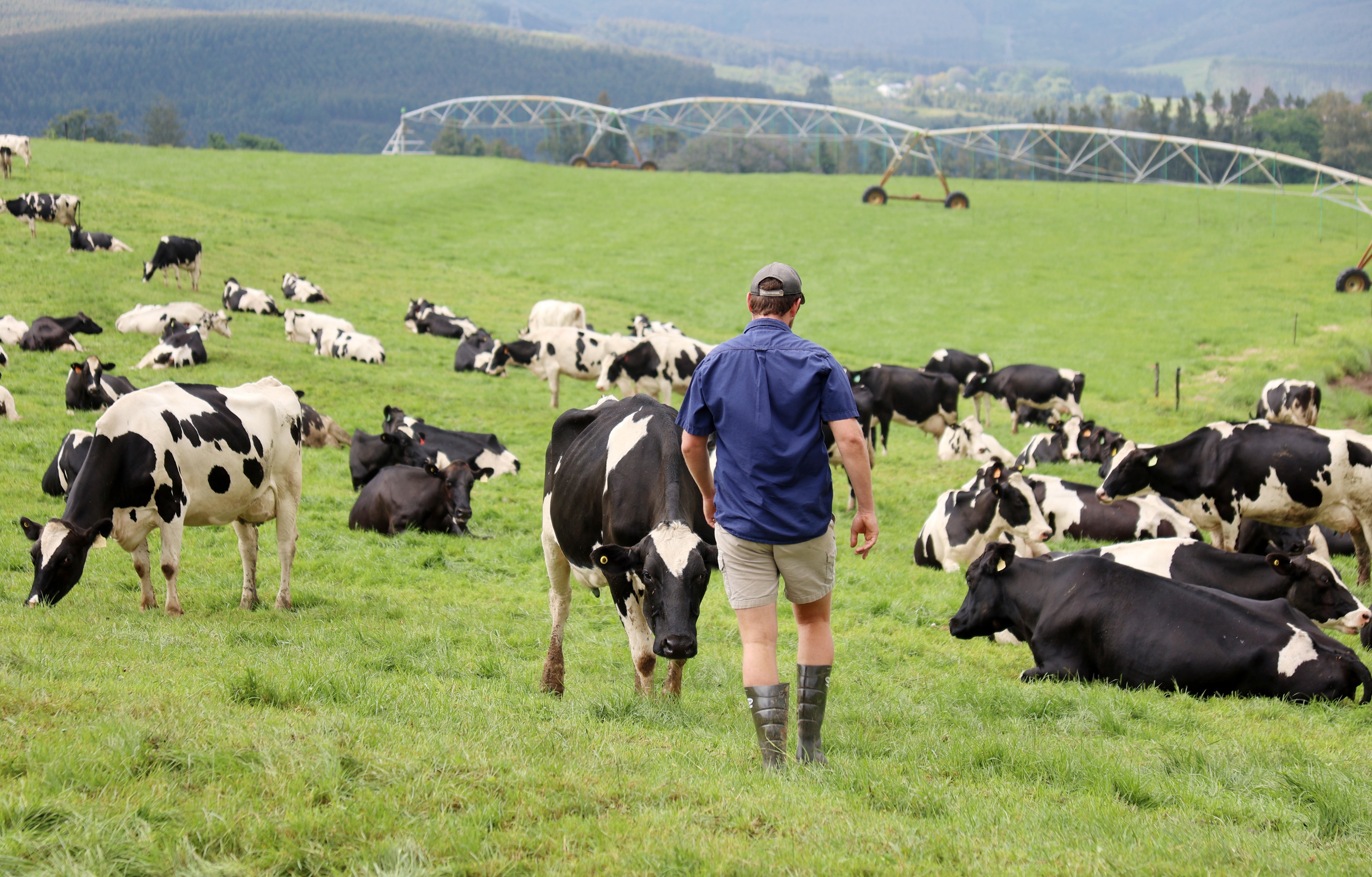 While the percentage of South African dairy farms affected by FMD is still relatively low, there might be a greater impact later on, especially if the disease hits high-density dairy production areas in the Eastern Cape and Western Cape. (Photo: Thando Nene)