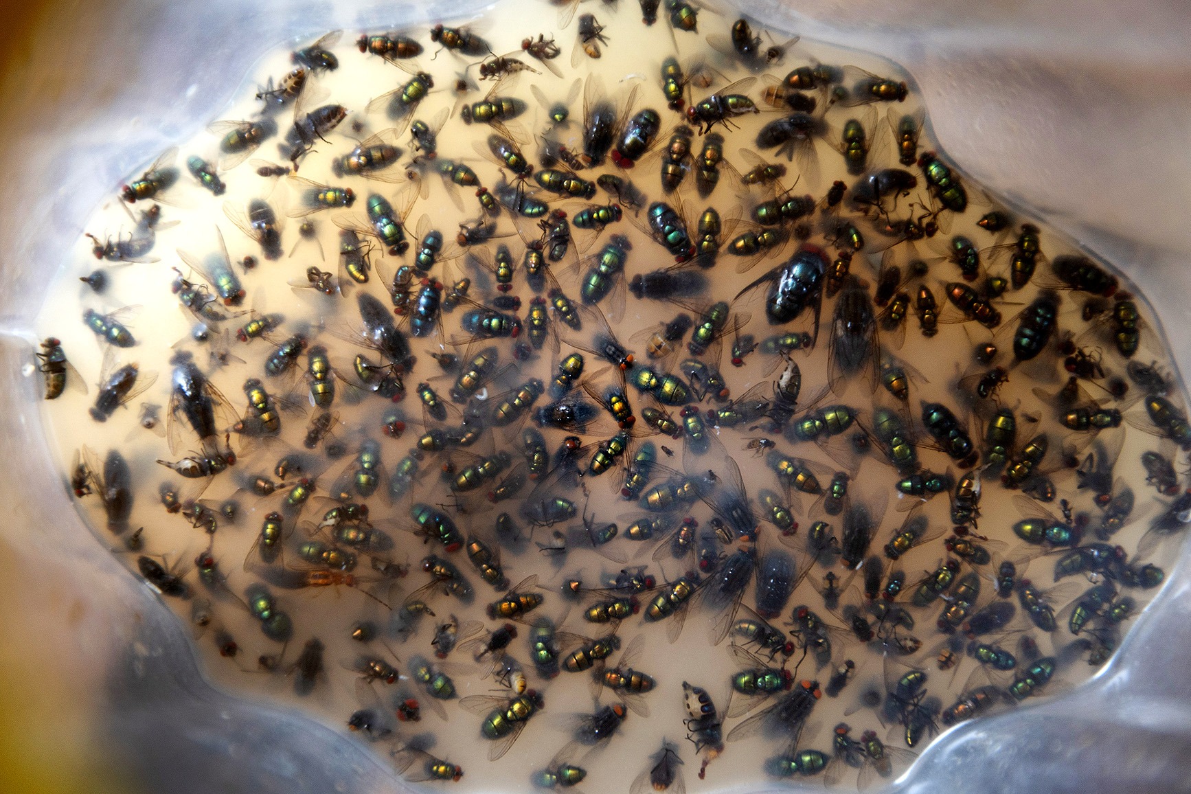 The contents of a fly trap. Why are flies bugging Johannesburg residents even more than usual? (Photo: Our City News / James Oatway)