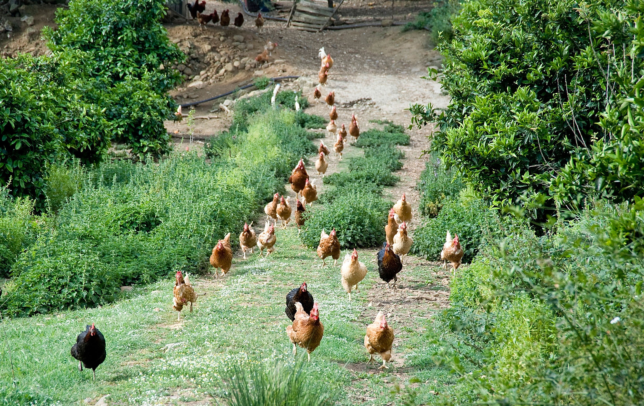 Organic free-range eggs are not all they’re cracked up to be, study finds
