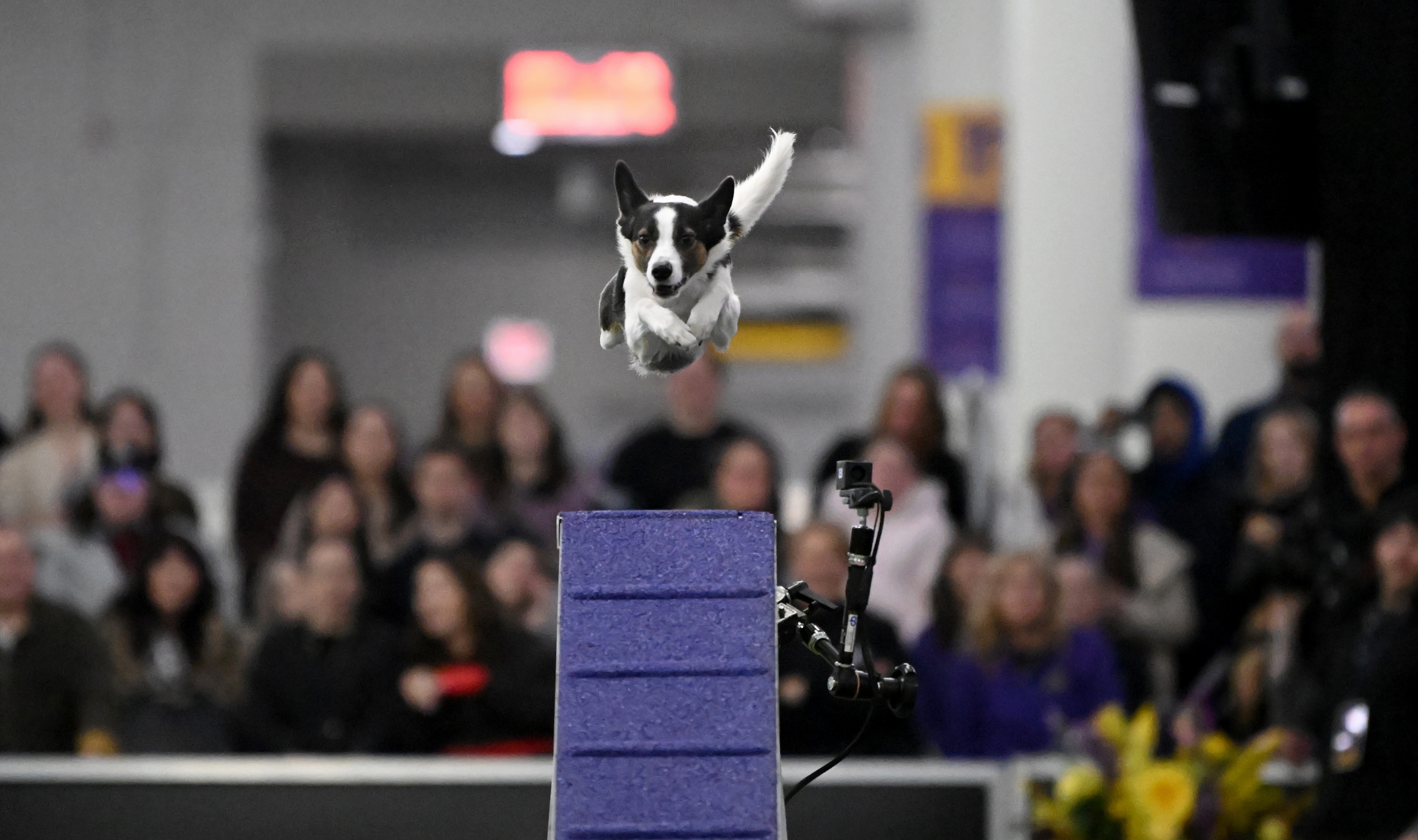 Photo Essay-Westminster Dog Show