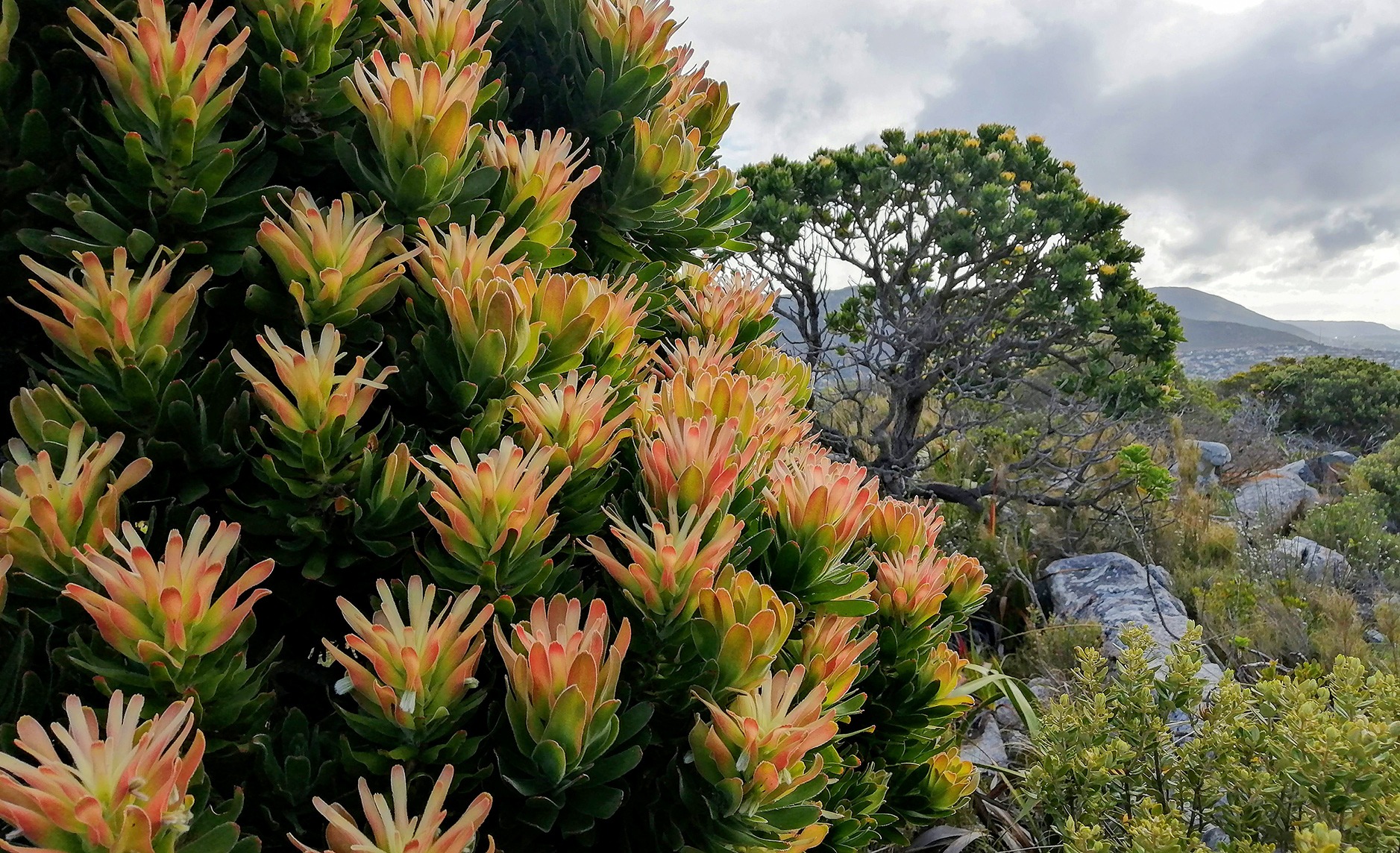 Mimetes fimbriifolius, a large and charismatic Cape Peninsula endemic. (Photo: Jasper Slingsby)