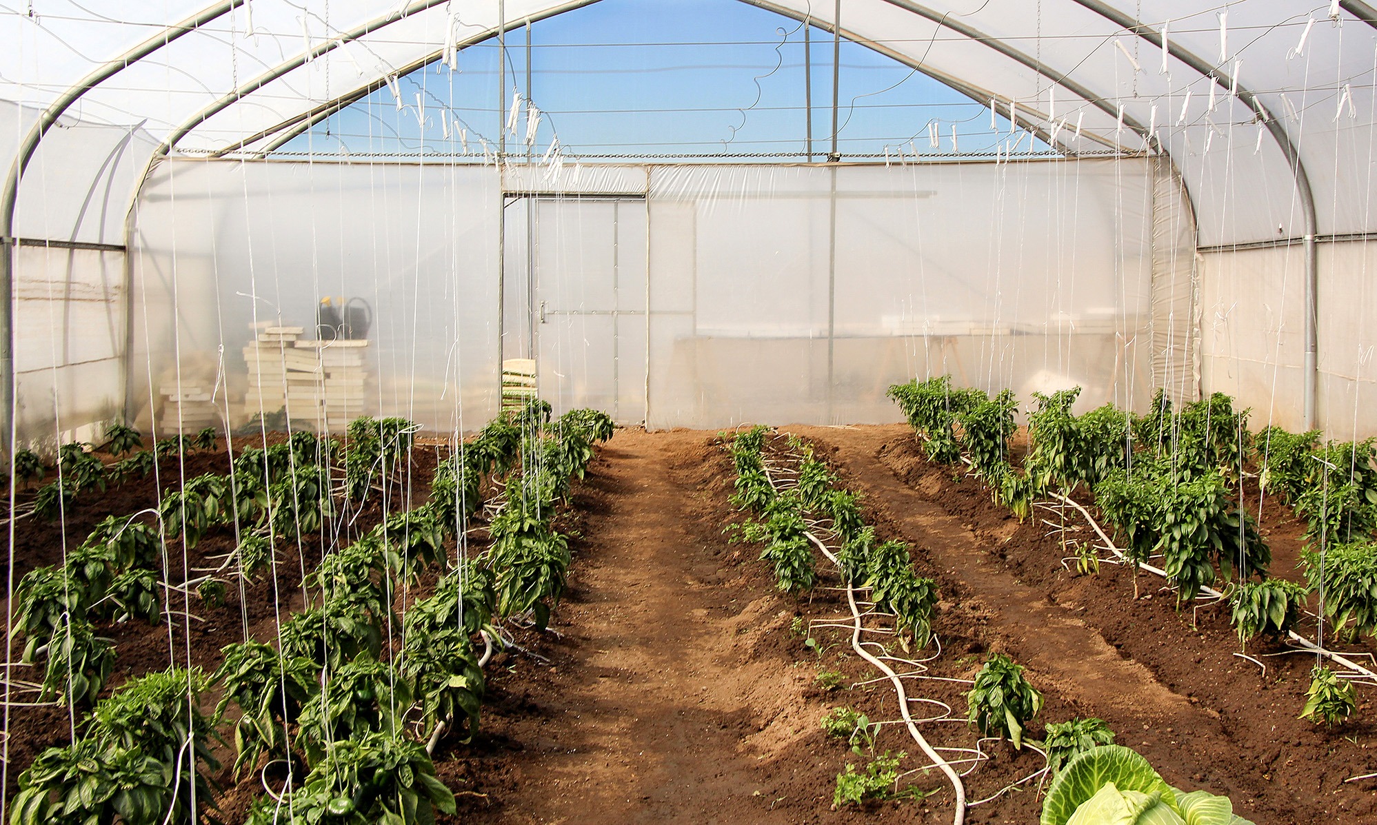 Reiger Park school empowers young women to break agricultural stereotypes