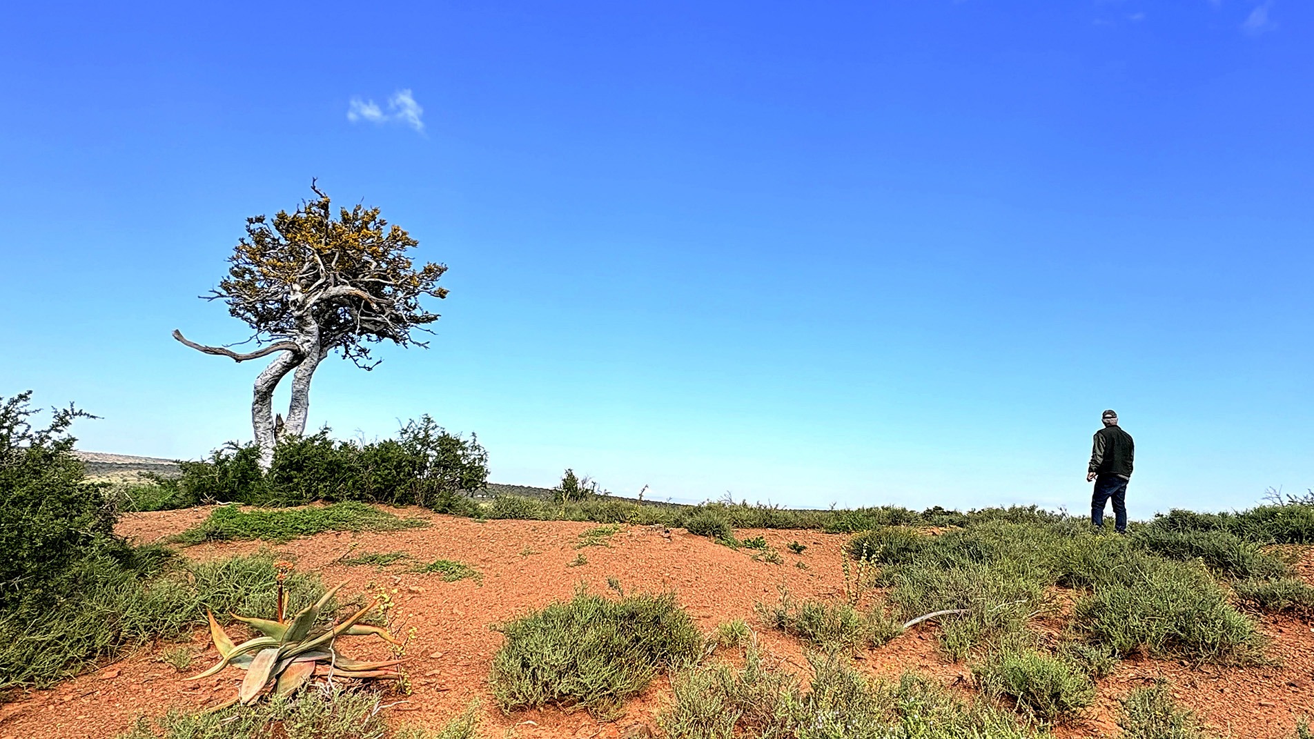 Is SA’s novel spekboom restoration a new soil carbon-farming frontier?