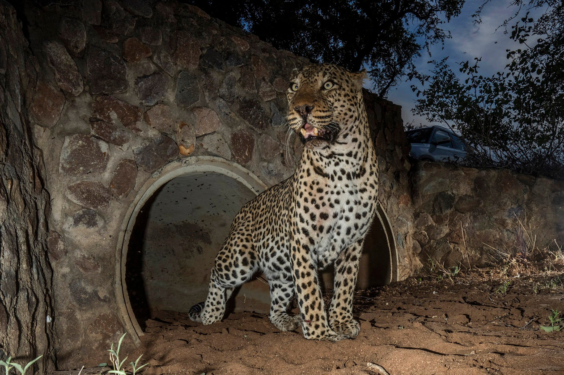 Roads versus roams — can culverts save Greater Kruger’s leopards on deadly R40 highway