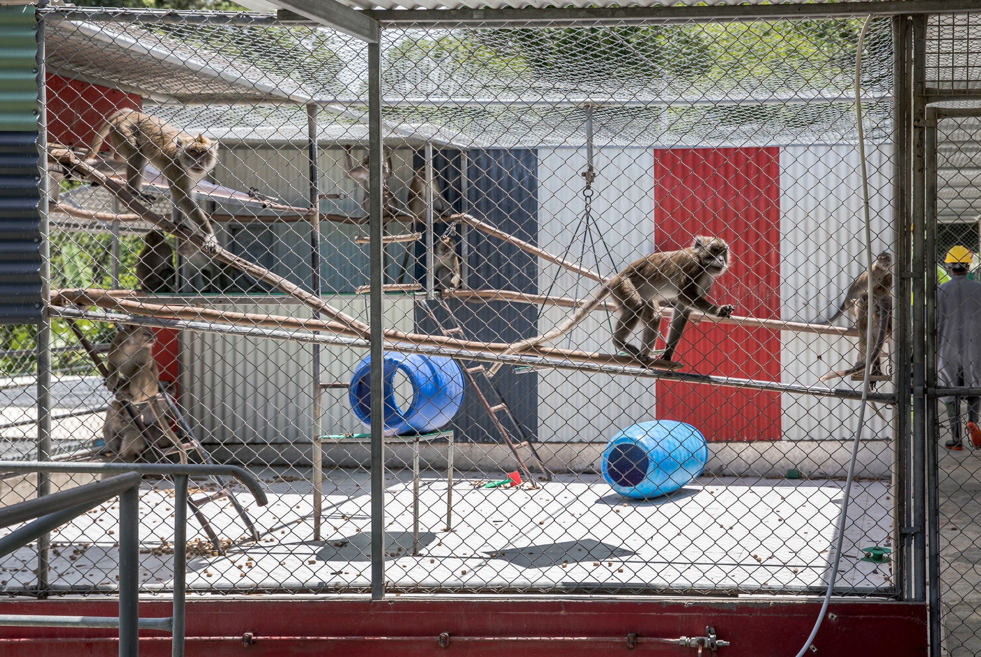 Endangered monkeys on death row — the multibillion-rand industry that profits from primate pain